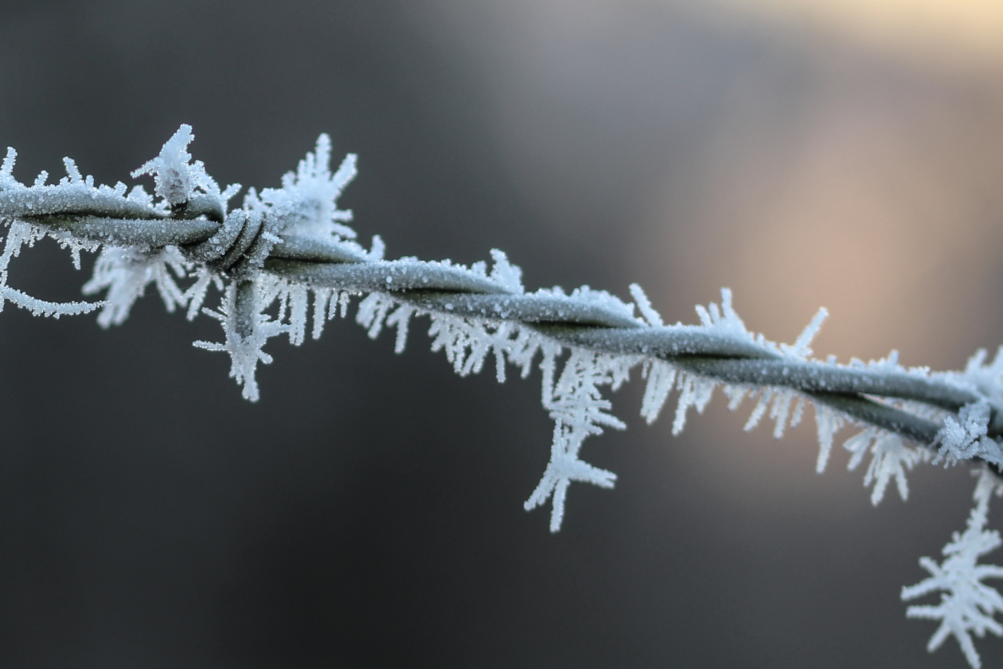 Sigma 105mm F2.8 EX DG OS HSM sample photo. Barbed wire frosted photography