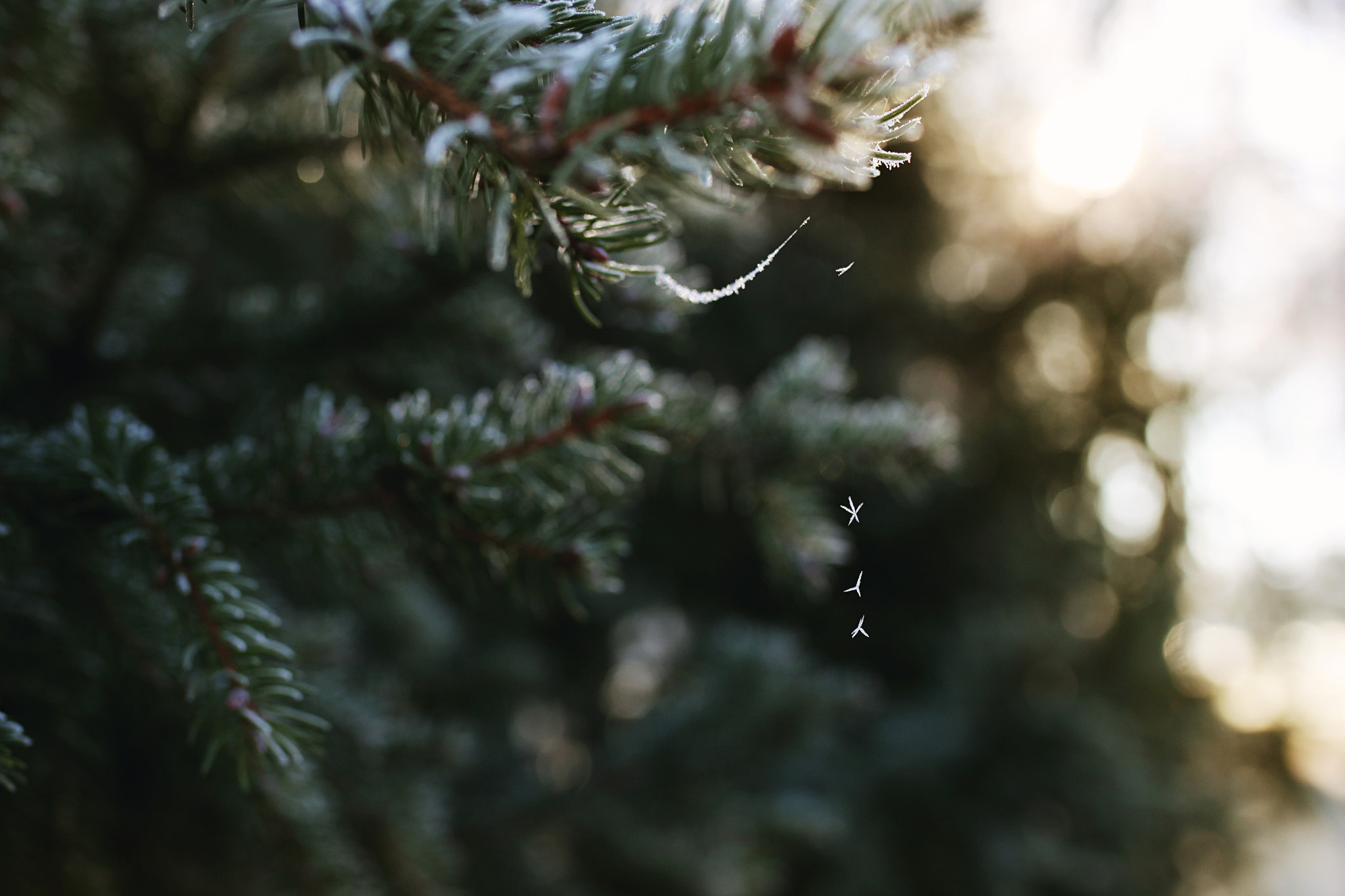 Canon EOS 500D (EOS Rebel T1i / EOS Kiss X3) + Sigma 35mm F1.4 DG HSM Art sample photo. Frosty morning photography