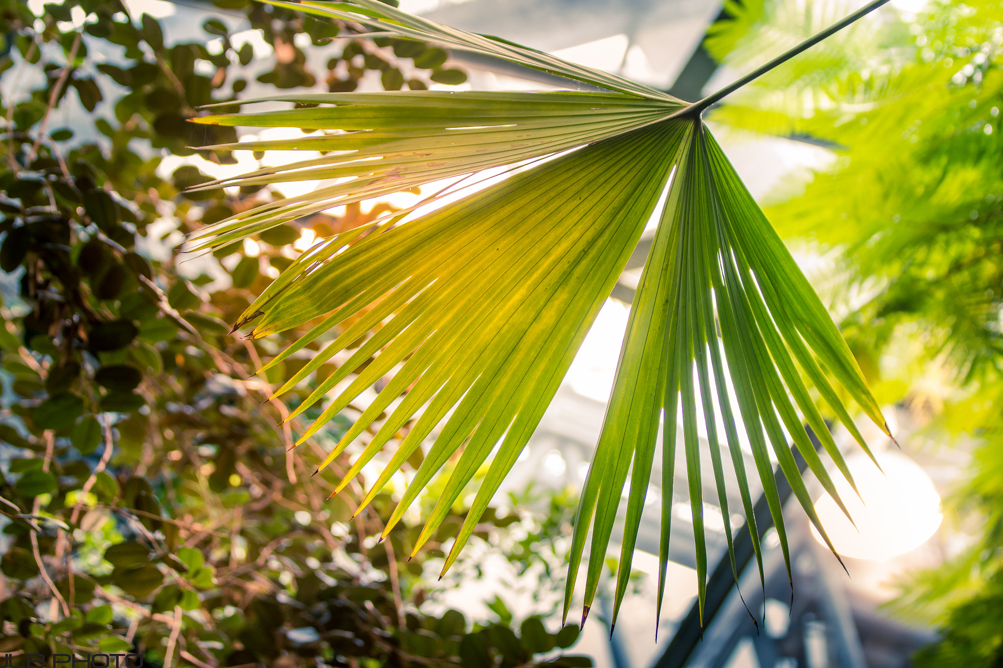 Canon EOS 700D (EOS Rebel T5i / EOS Kiss X7i) sample photo. Jungle leaf photography