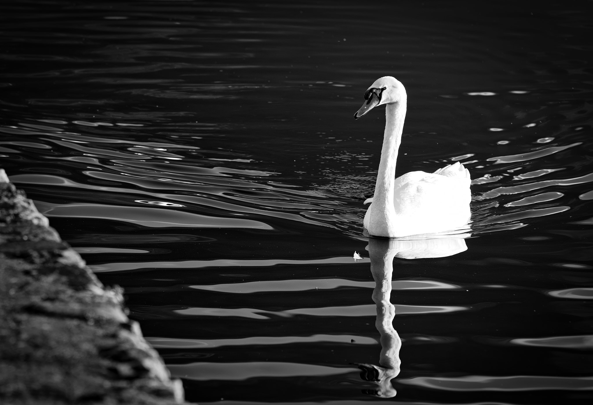 Canon EF 70-200mm F4L IS USM sample photo. Swan lake photography