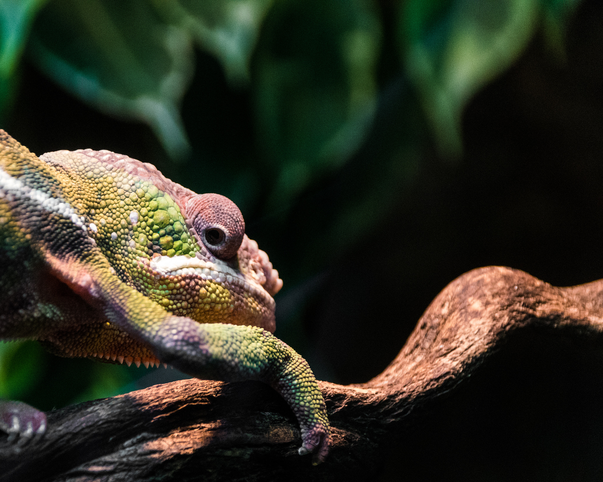 Sigma 18-250mm F3.5-6.3 DC OS HSM sample photo. Chamaeleonidae photography