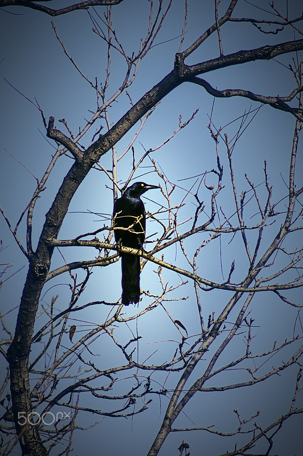 Canon EOS 100D (EOS Rebel SL1 / EOS Kiss X7) + EF75-300mm f/4-5.6 sample photo. The crow photography