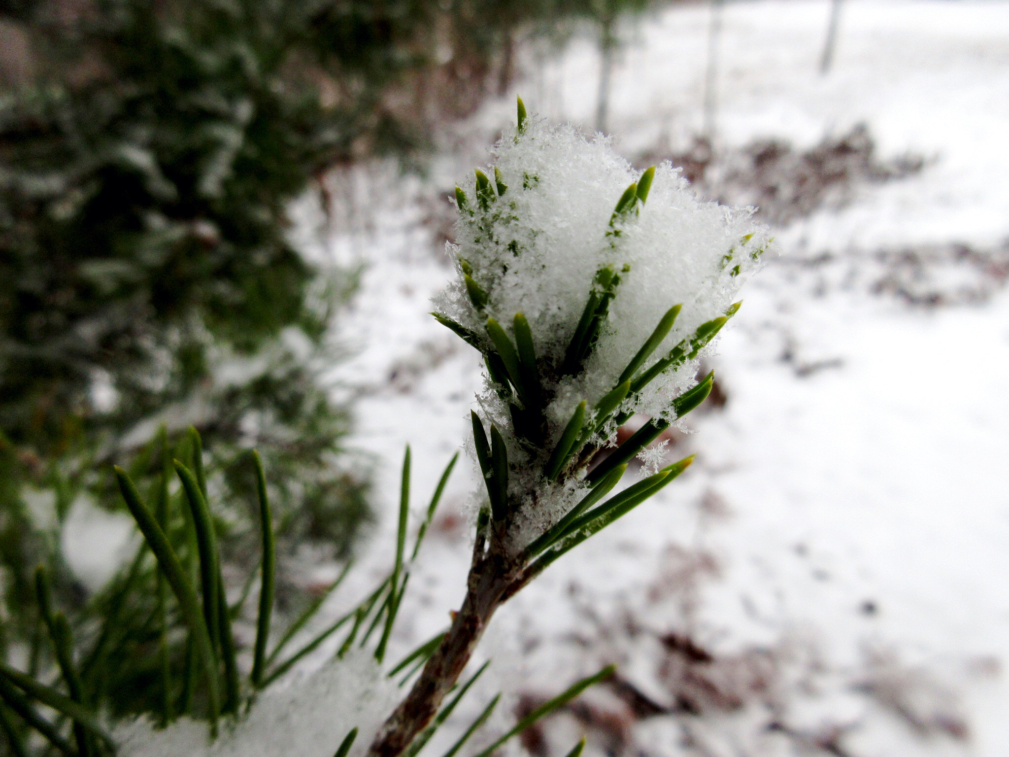 Canon PowerShot ELPH 360 HS (IXUS 285 HS / IXY 650) sample photo. It's a snow cone not a pine cone photography
