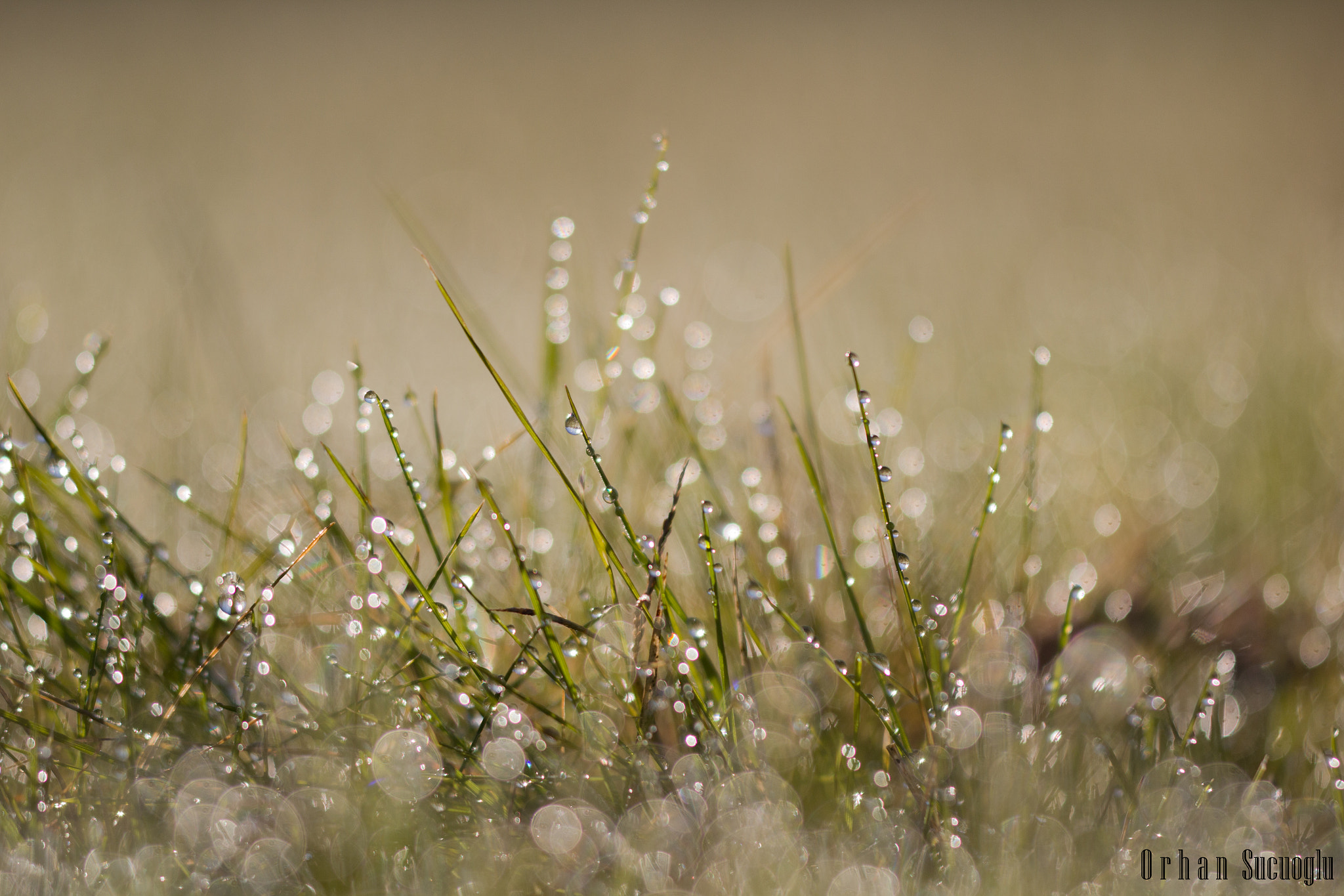 Sigma APO Macro 150mm f/2.8 EX DG HSM sample photo. Img photography