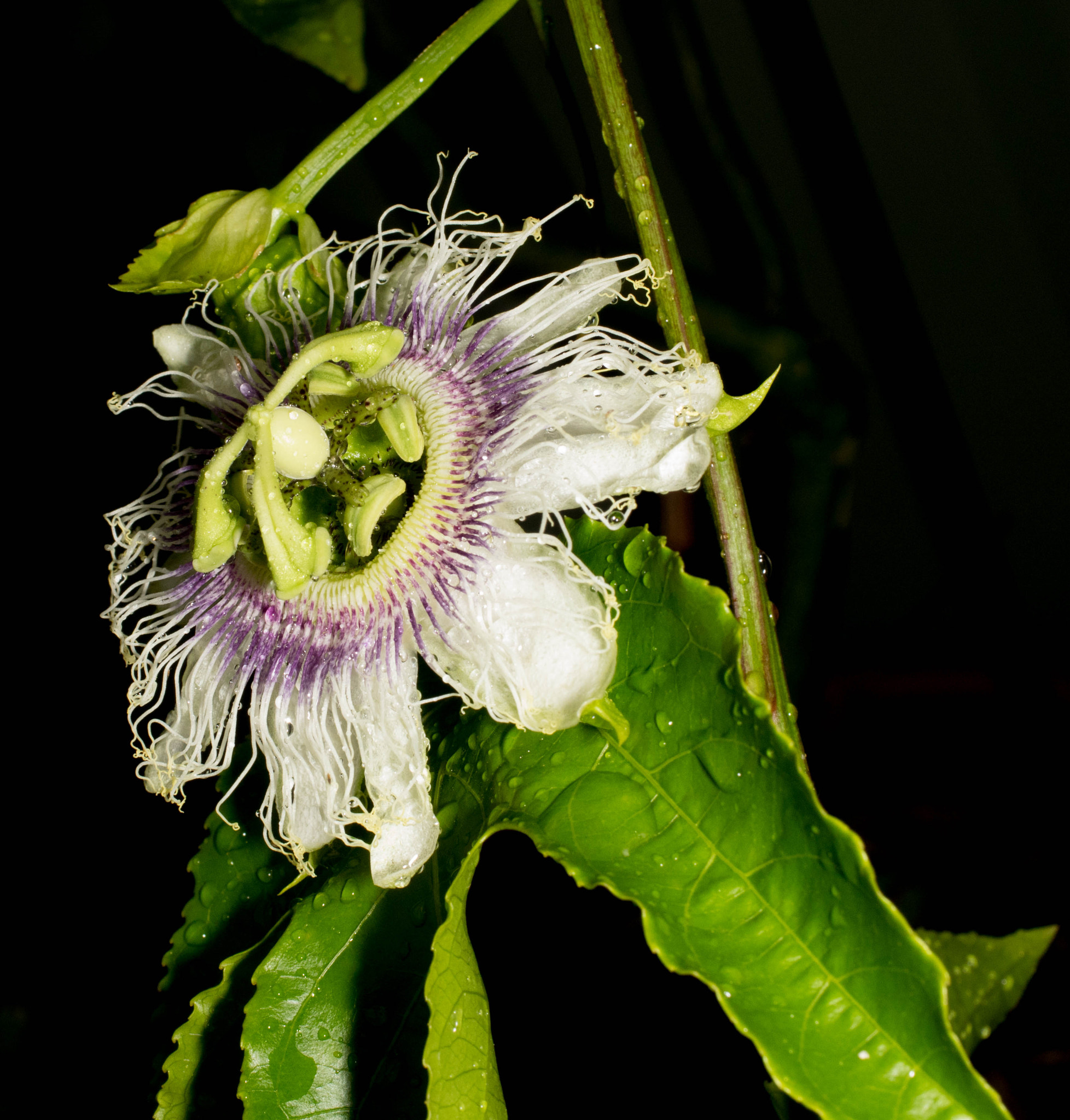 Pentax smc DA 35mm F2.8 Macro Limited sample photo. Passion fruit flower photography
