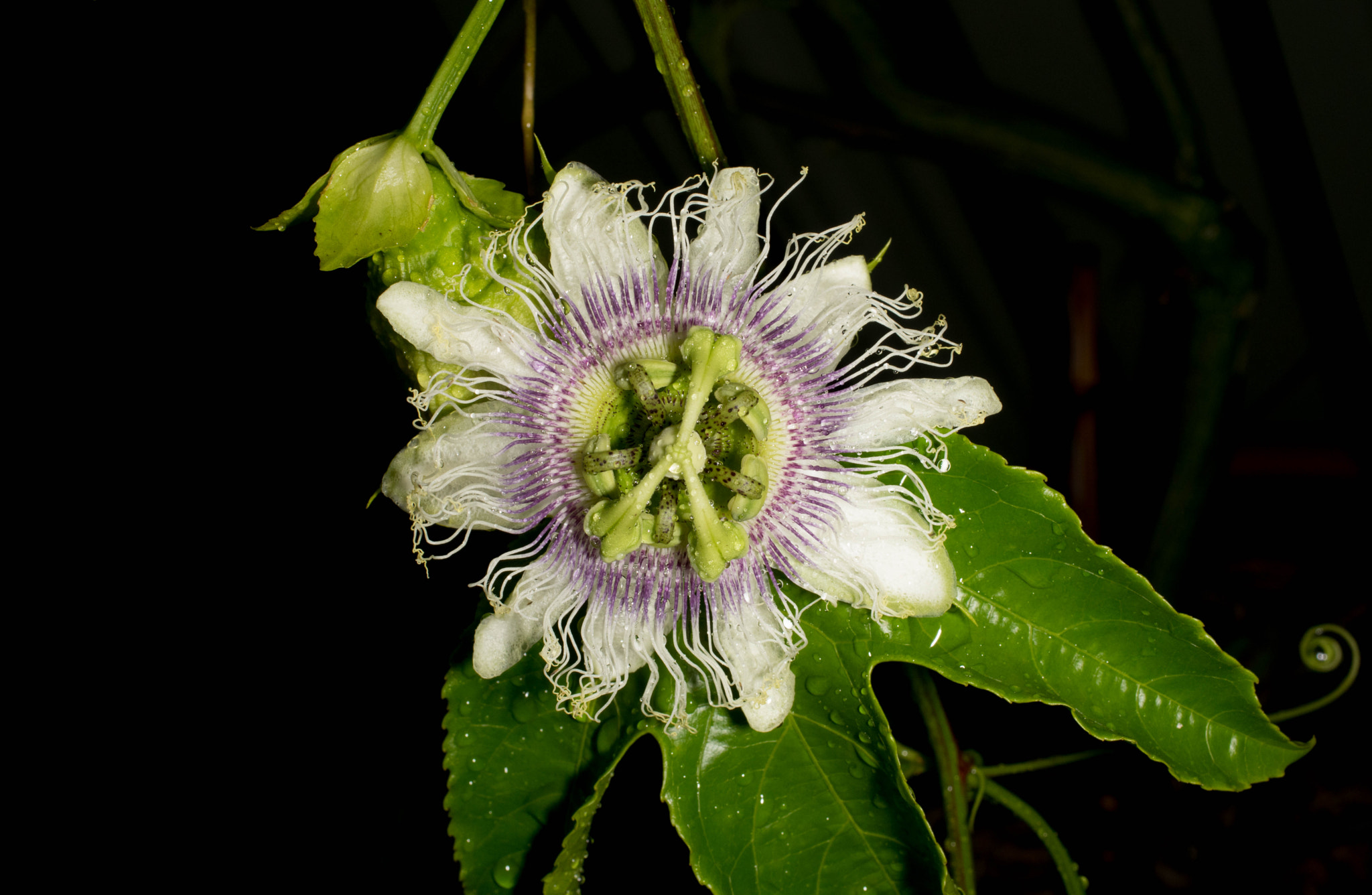 Pentax smc DA 35mm F2.8 Macro Limited sample photo. Macro flower passion fruit photography
