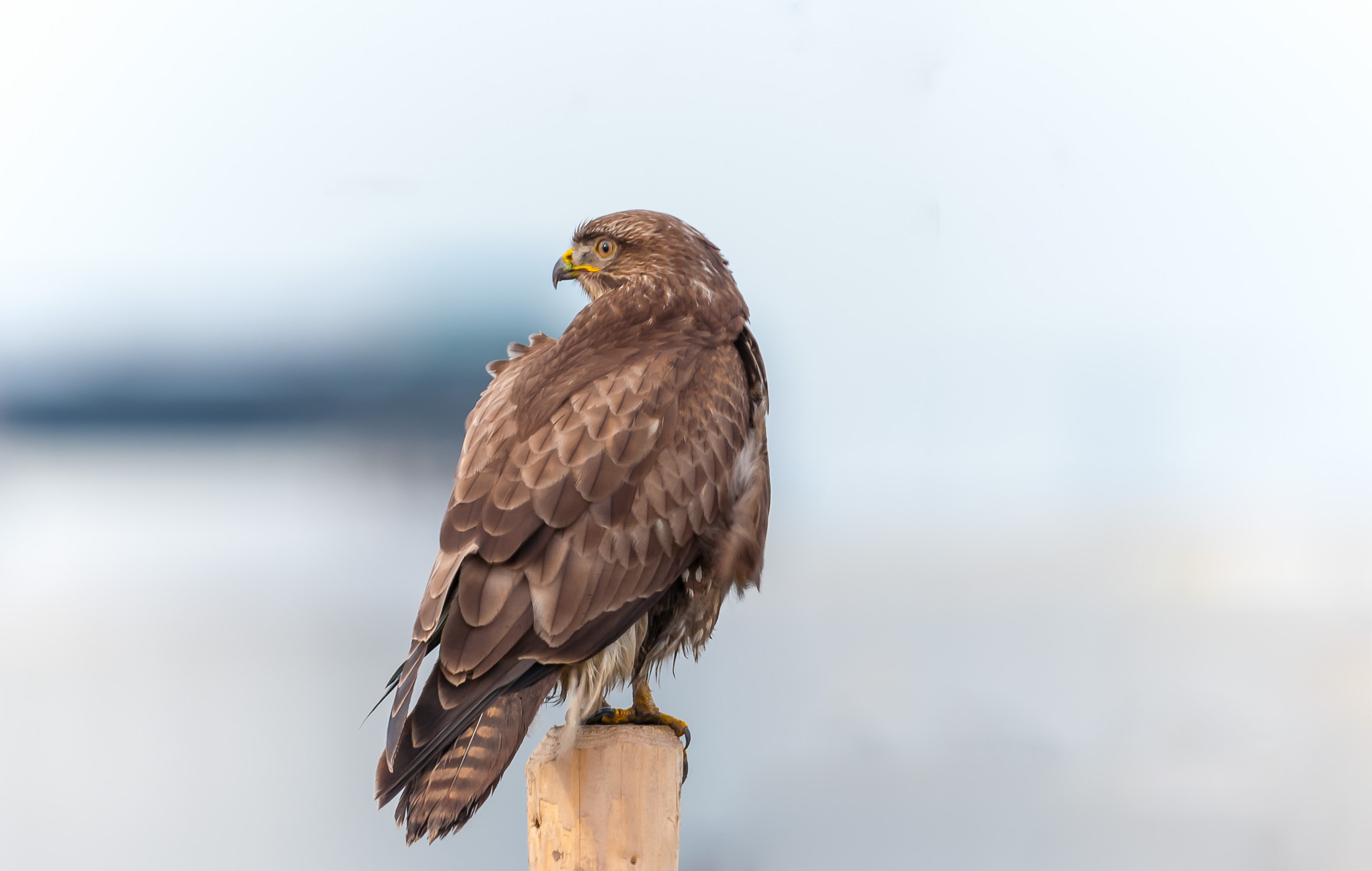 Sigma 150-600mm F5-6.3 DG OS HSM | C sample photo. Buzzards along the road photography