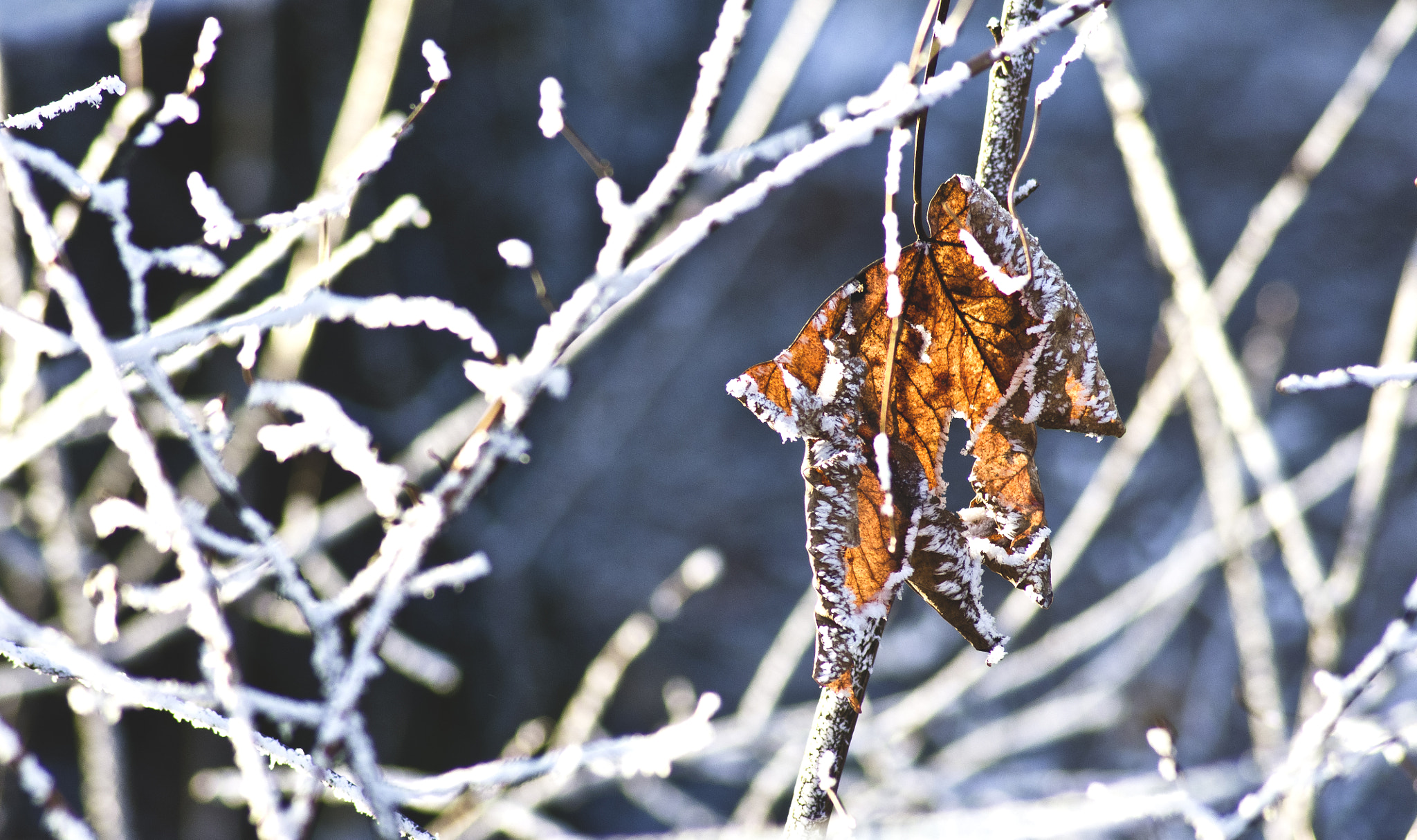 Pentax K-r + Tamron AF 70-300mm F4-5.6 LD Macro 1:2 sample photo. Frozen photography