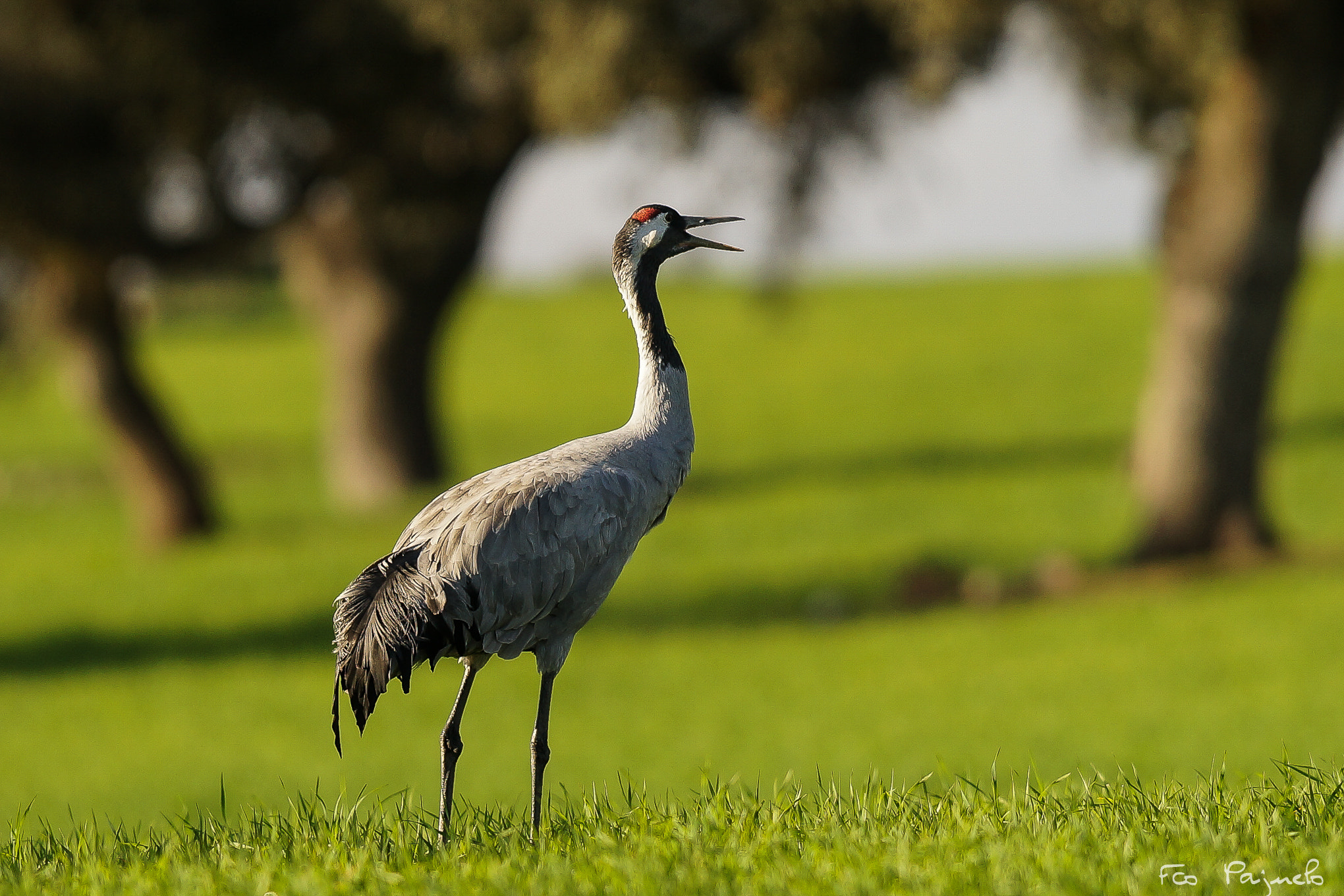 Sony a99 II + 300mm F2.8 G sample photo. Grulla (grus grus) photography