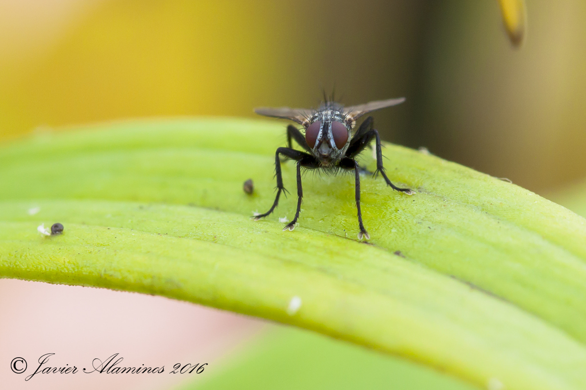 Canon EF 100mm F2.8L Macro IS USM sample photo. Mg photography