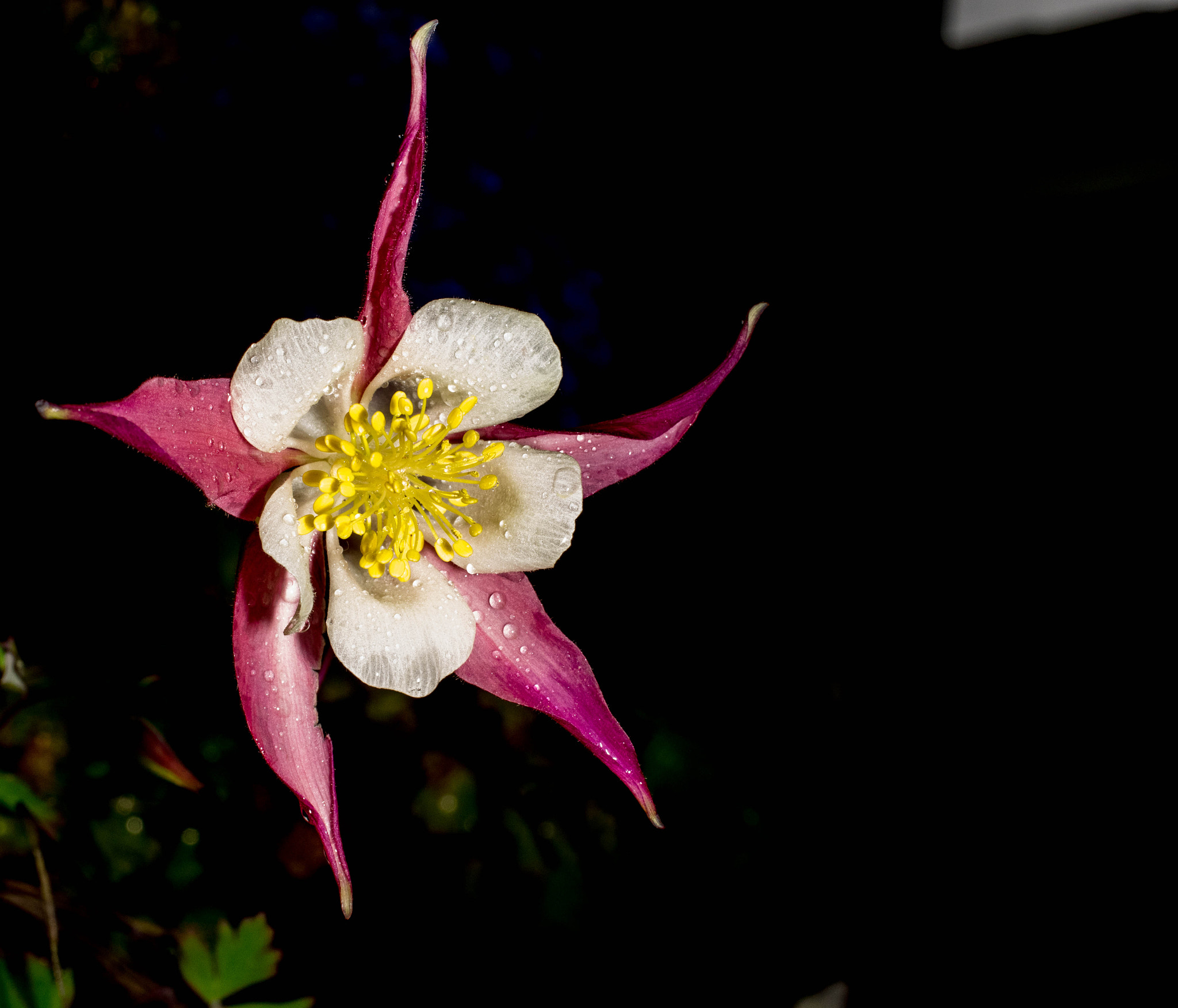 Pentax smc DA 35mm F2.8 Macro Limited sample photo. Macro flower photography