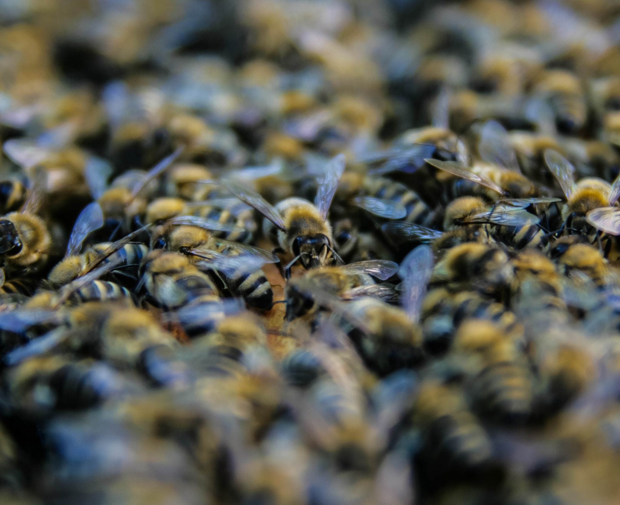 Tamron SP AF 17-50mm F2.8 XR Di II LD Aspherical (IF) sample photo. Bees! photography