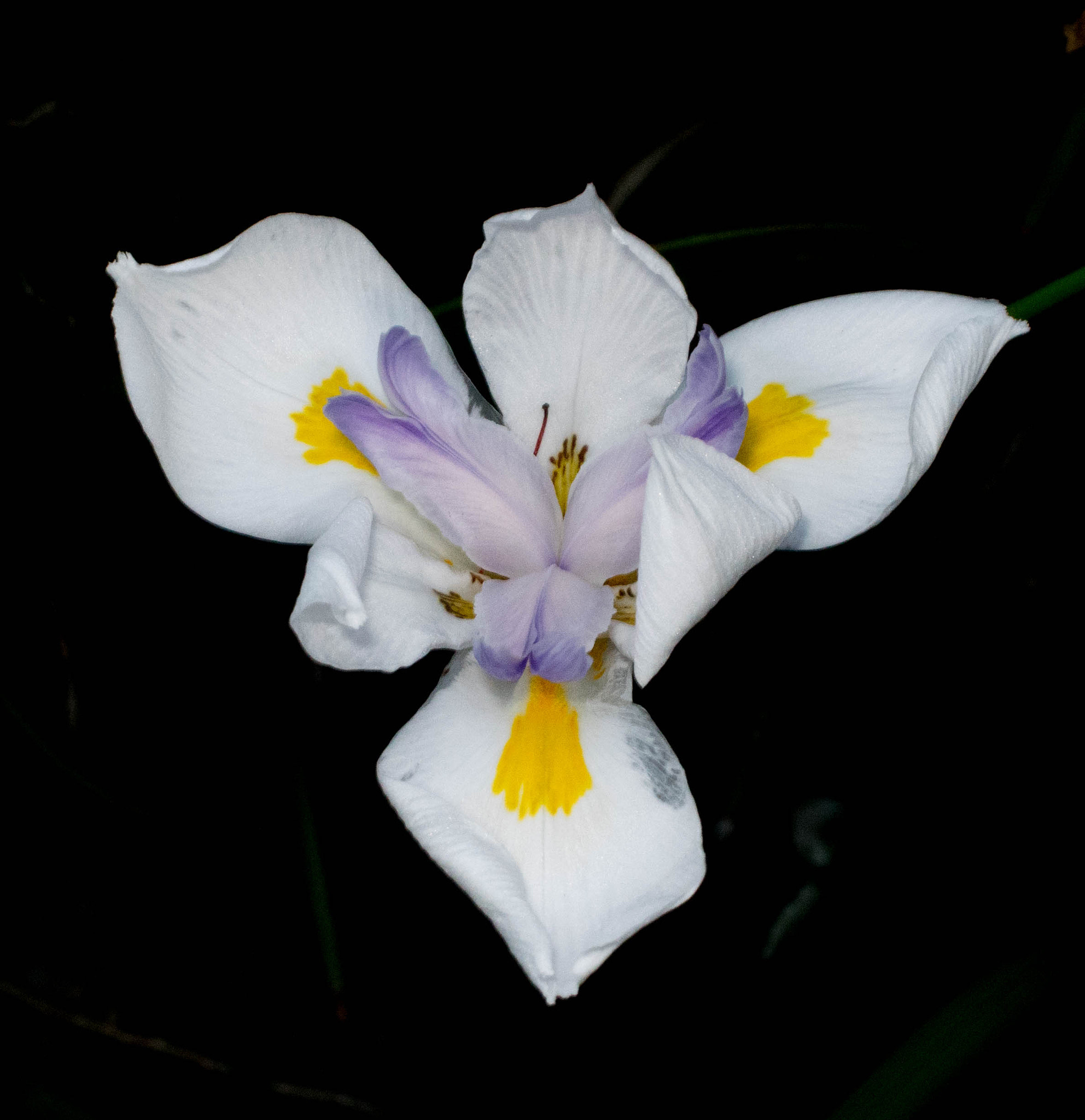 Pentax K-3 II sample photo. Macro flower photography