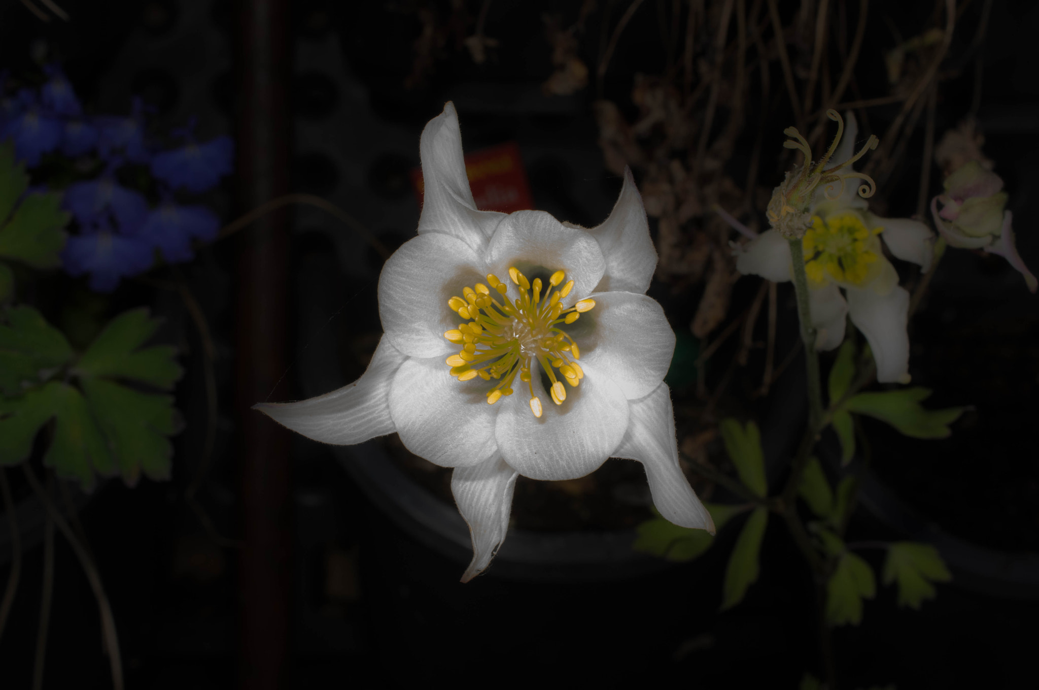 Pentax K-3 II sample photo. Macro flower photography