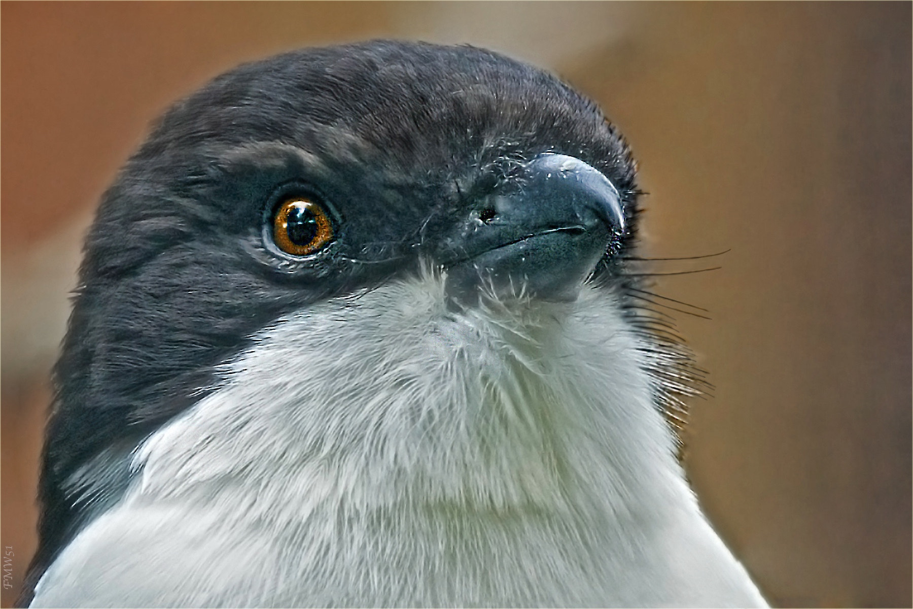 Sony 70-400mm F4-5.6 G SSM sample photo. Long-tailed fiscal portrait 1 photography
