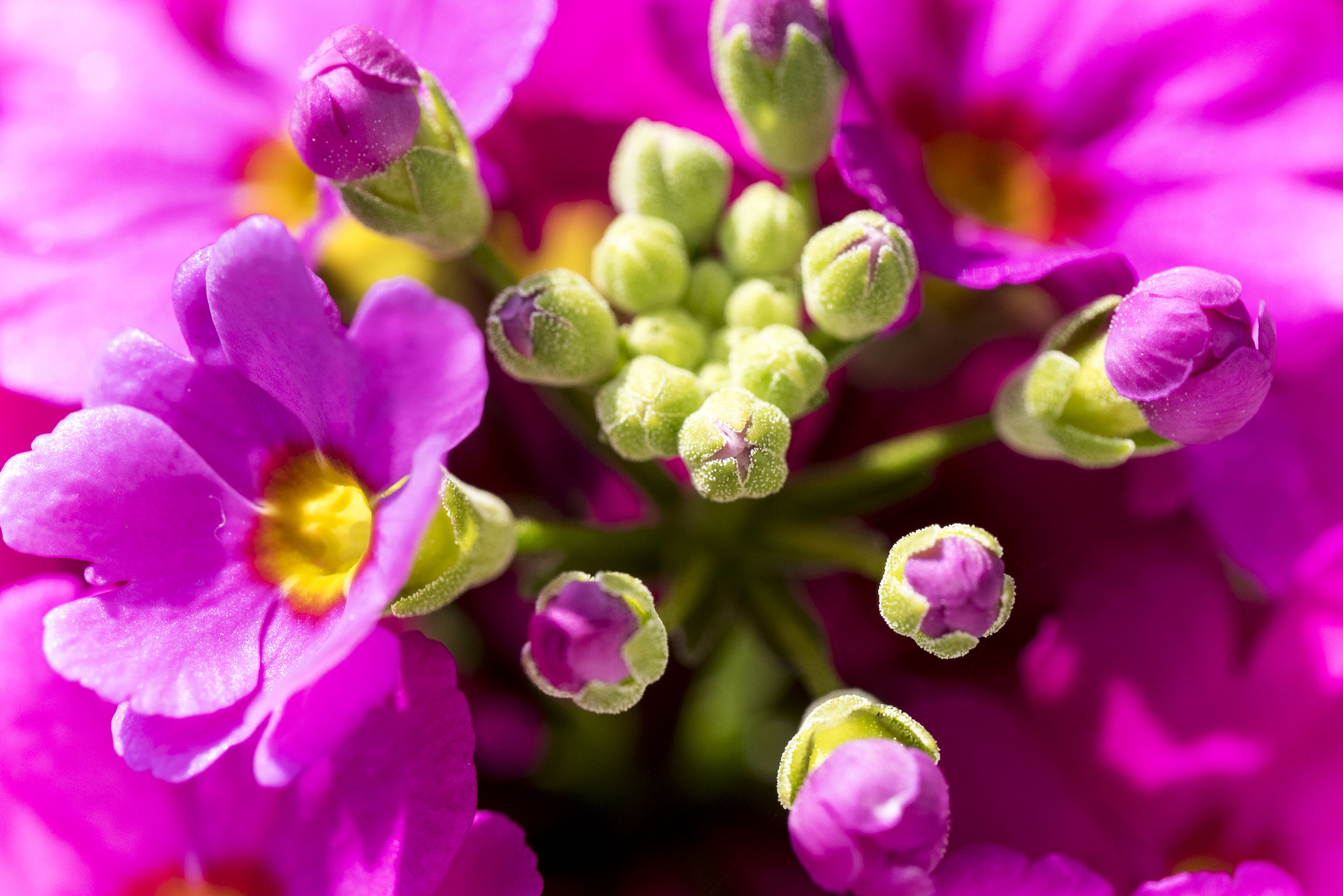 Panasonic Lumix DMC-GM5 sample photo. Pink flowers photography