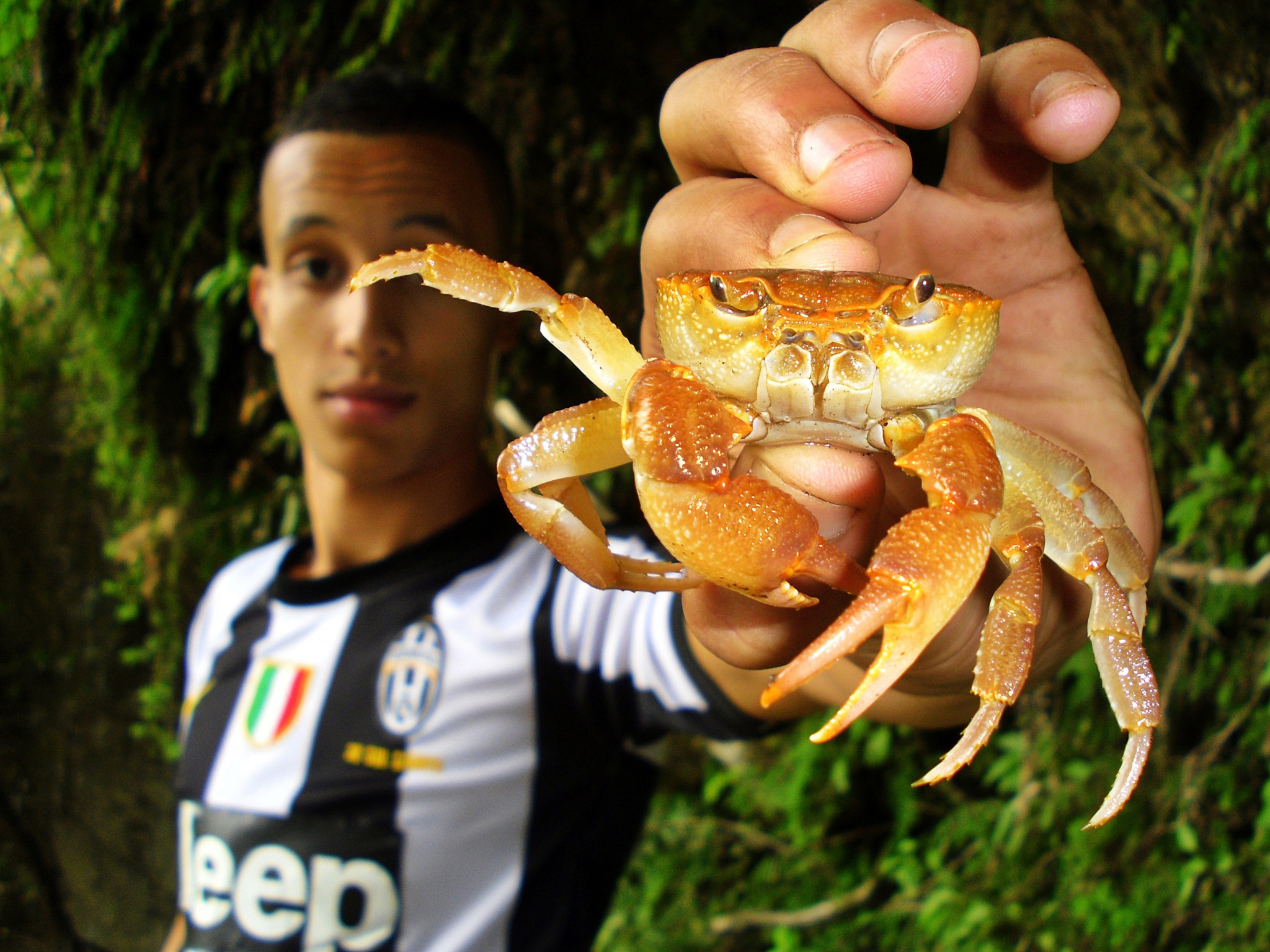 Samsung PL90/VLUU PL90 sample photo. The crab photography