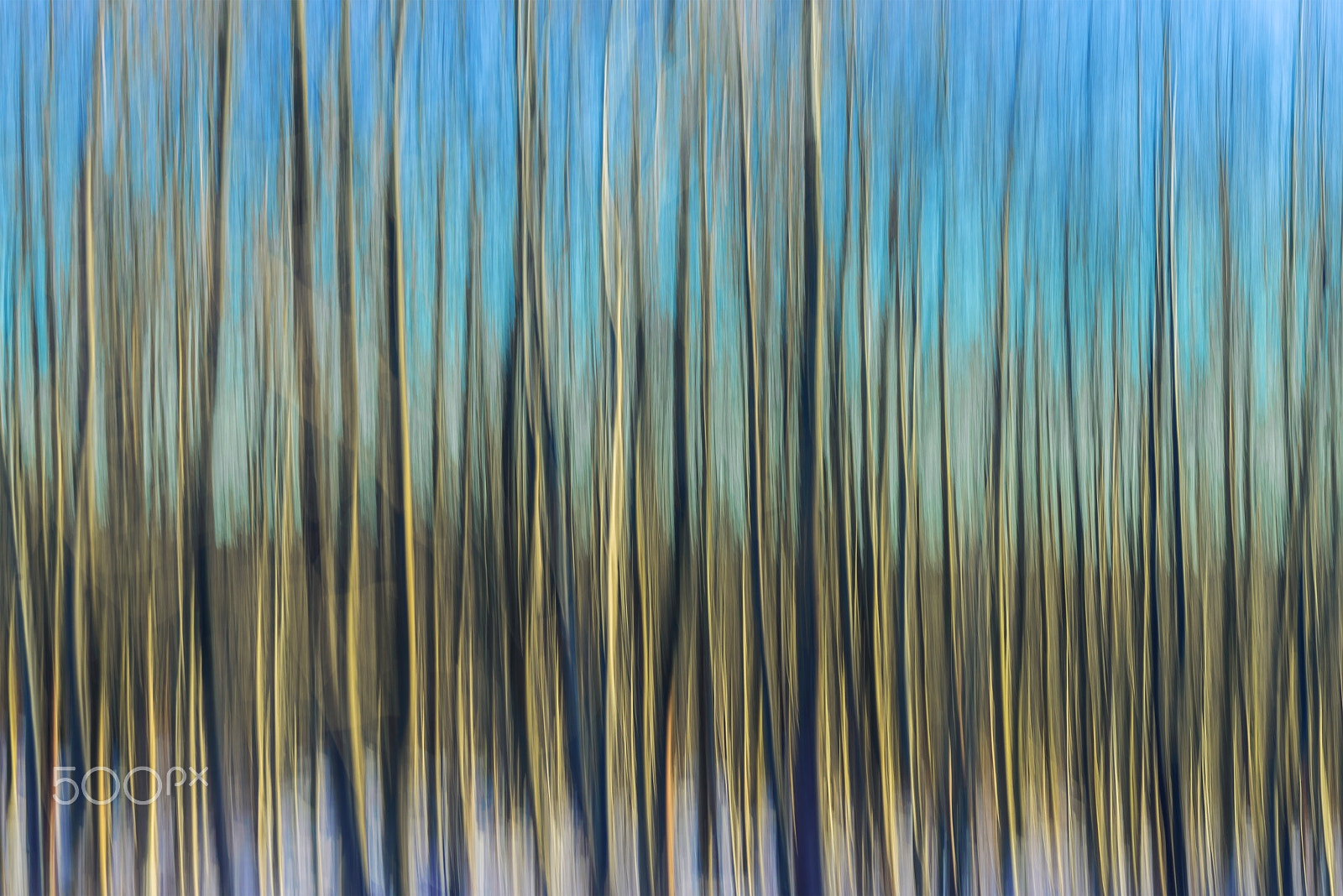Sigma 105mm F2.8 EX DG OS HSM sample photo. Wonderful harz - young trees in the wintersun photography