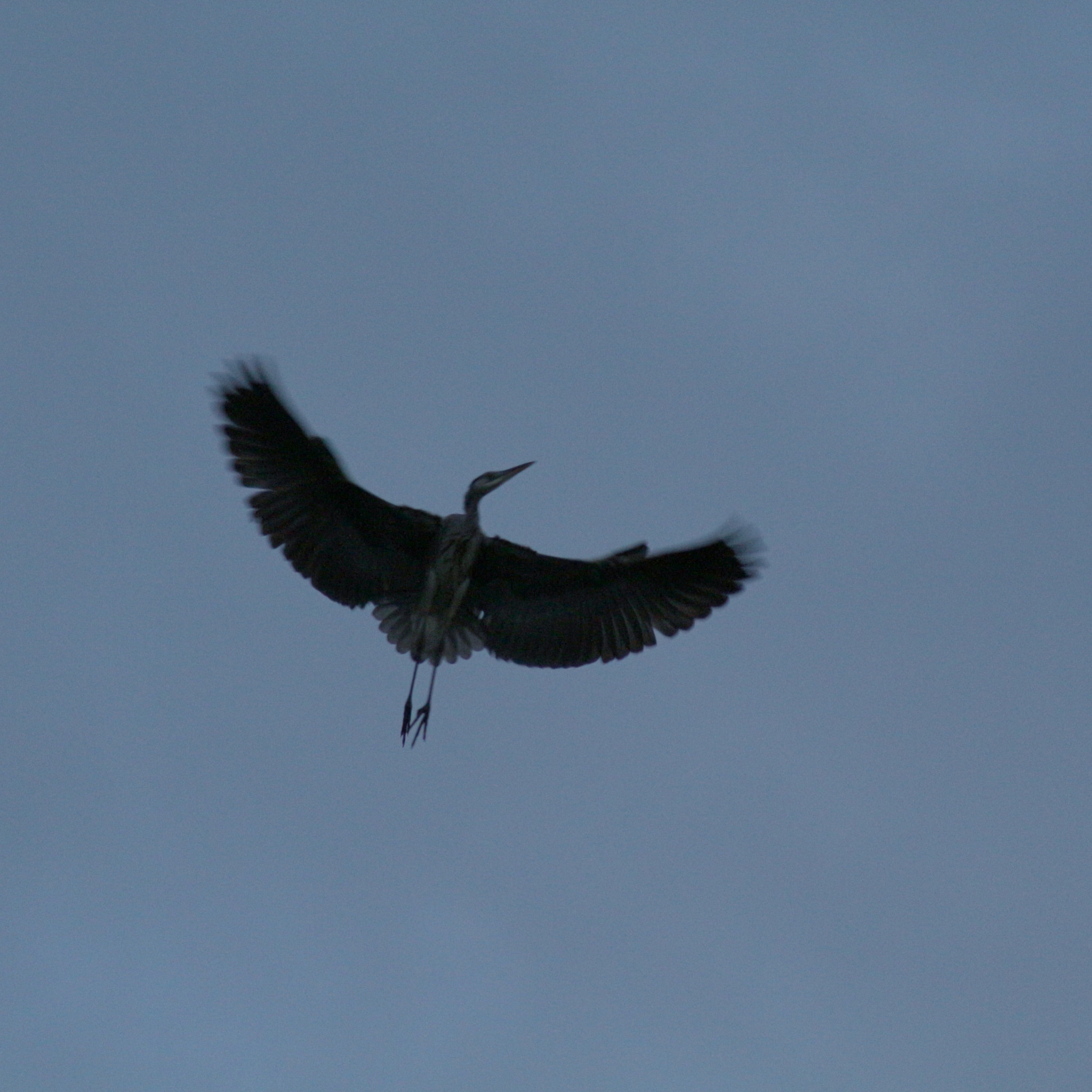 Canon EOS 100D (EOS Rebel SL1 / EOS Kiss X7) sample photo. Freedom of avian photography