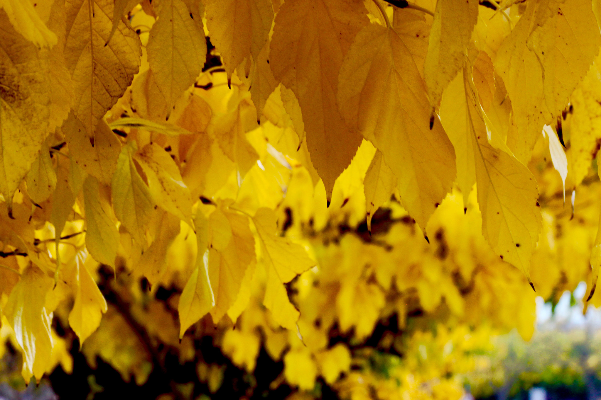 Canon EOS 500D (EOS Rebel T1i / EOS Kiss X3) sample photo. Otoño. un paseo por sta. perpetua observando moreras photography