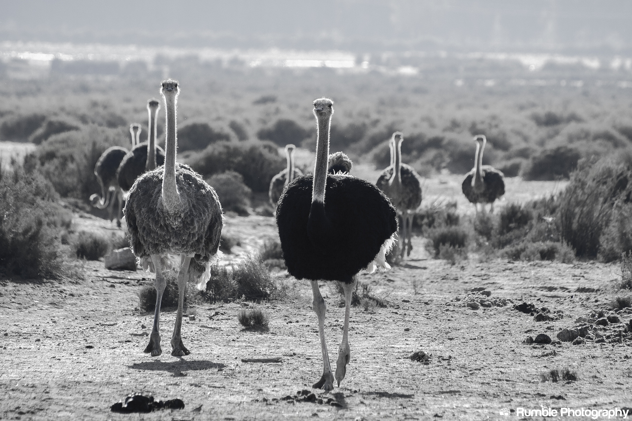 Canon EOS 50D + Sigma 70-300mm F4-5.6 APO DG Macro sample photo. Ostrich family. south africa. photography