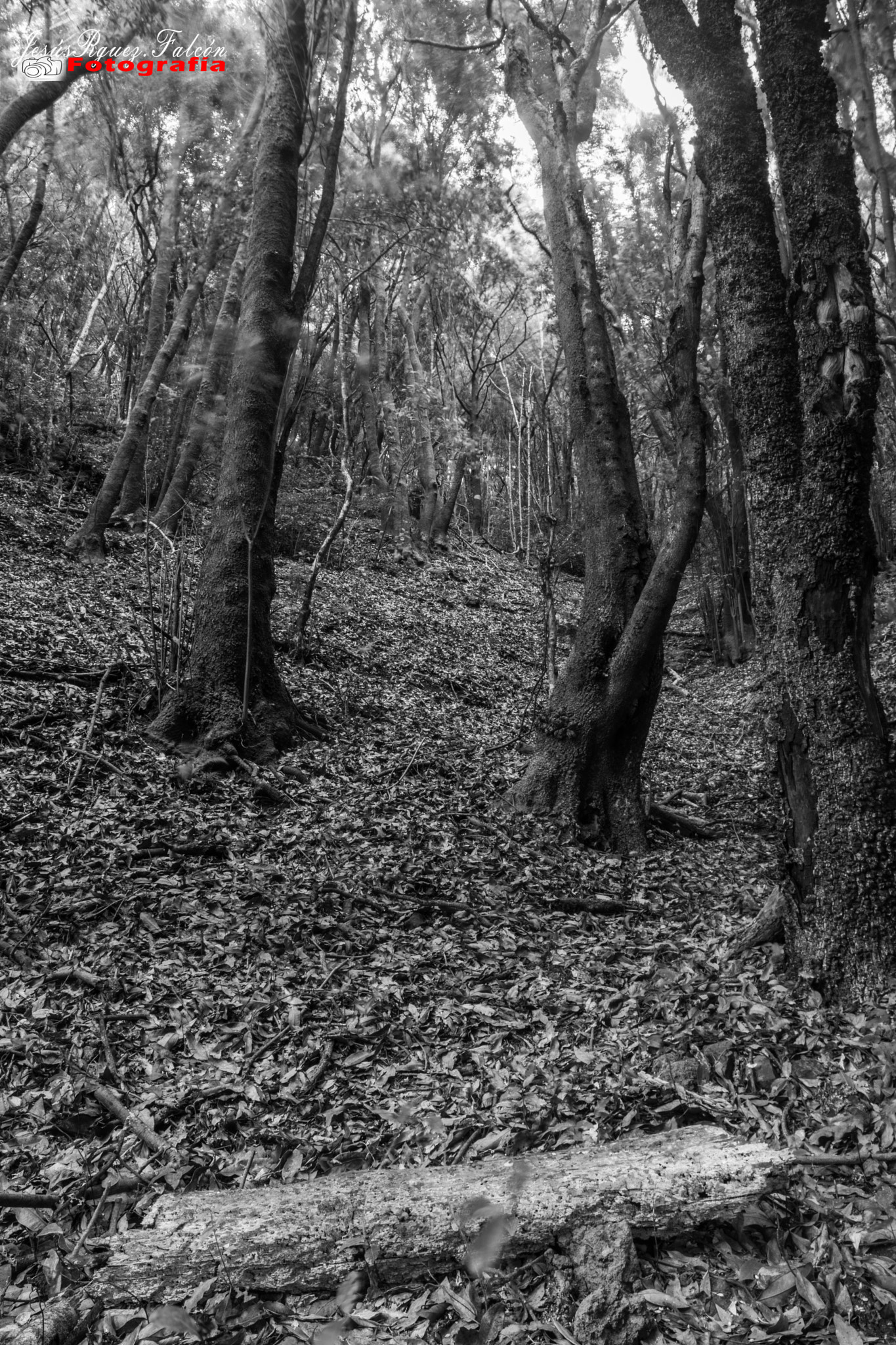 Samyang 14mm F2.8 ED AS IF UMC sample photo. Mi lugar en el bosque (my place in the forest) photography