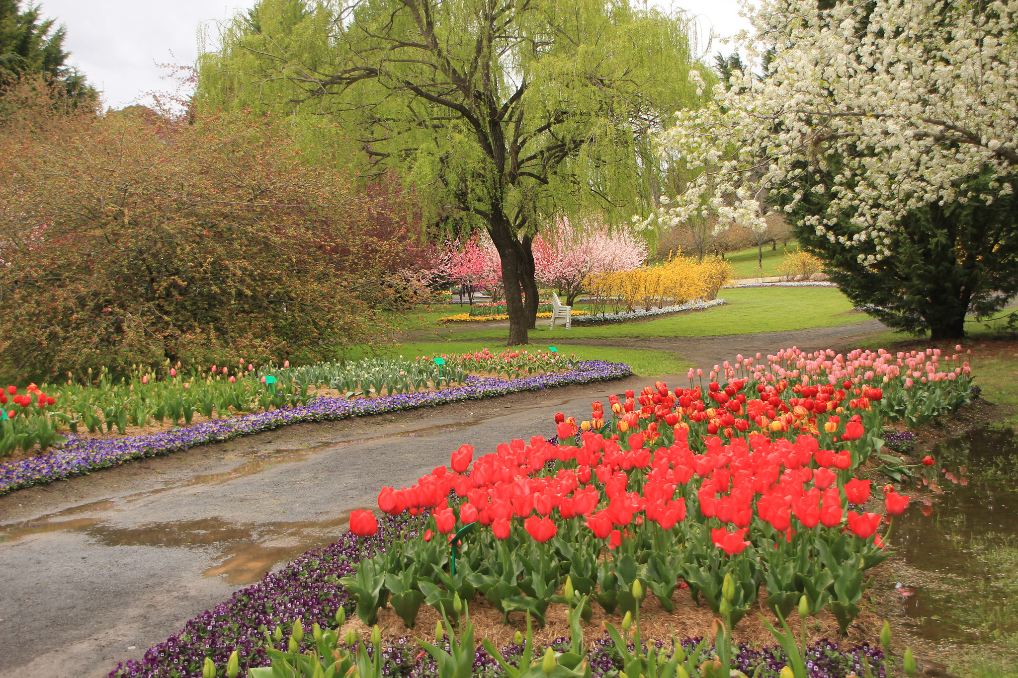 Canon EOS 60D sample photo. The tulips photography