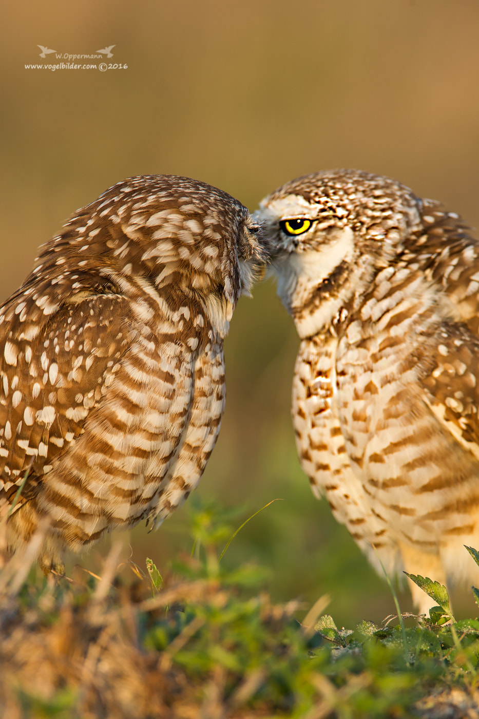 Canon EOS-1D Mark IV sample photo. Kaninchenkauz / burrowing owl  photography