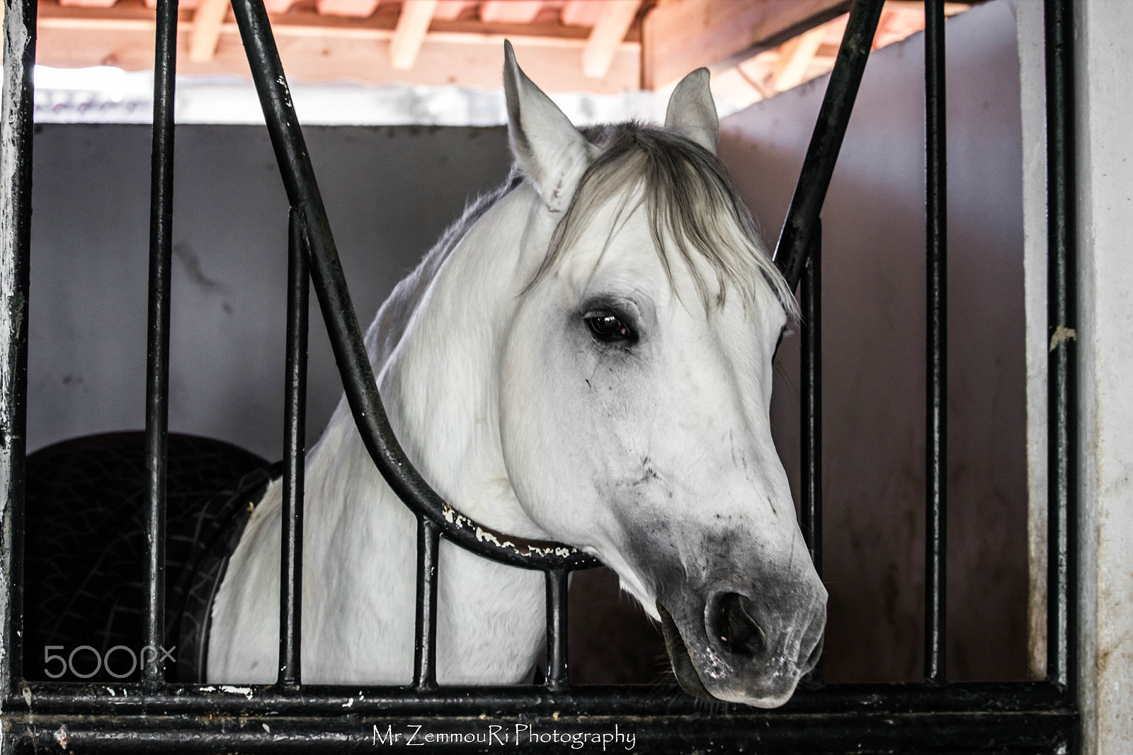 Canon EF-S 55-250mm F4-5.6 IS STM sample photo. Sad horse photography