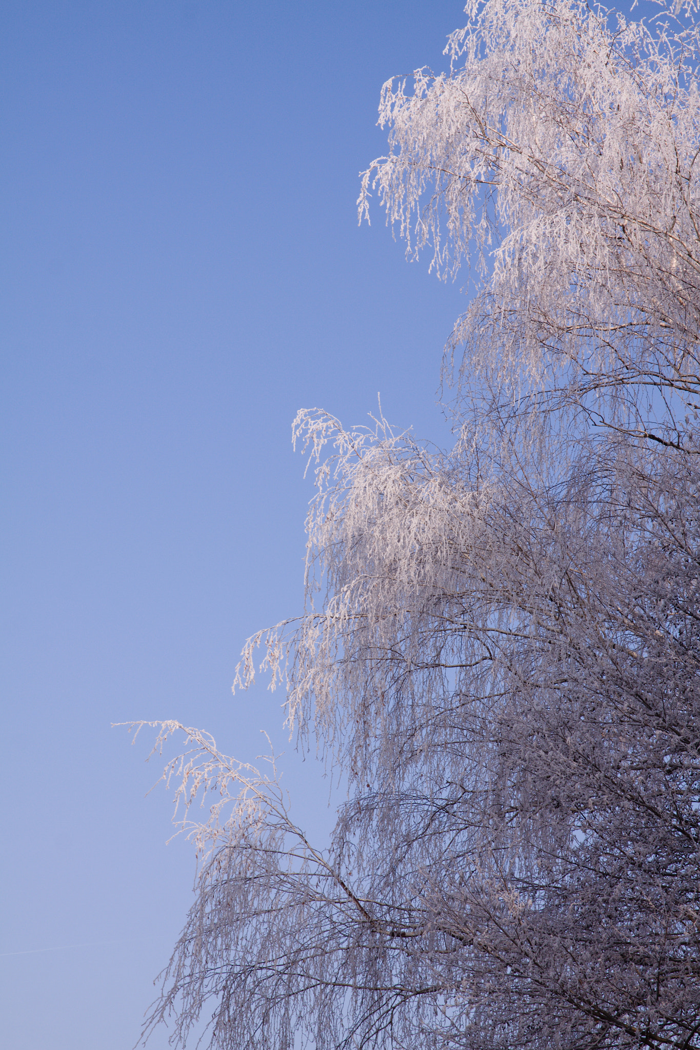 Canon EOS 50D sample photo. Highlighted freezing photography