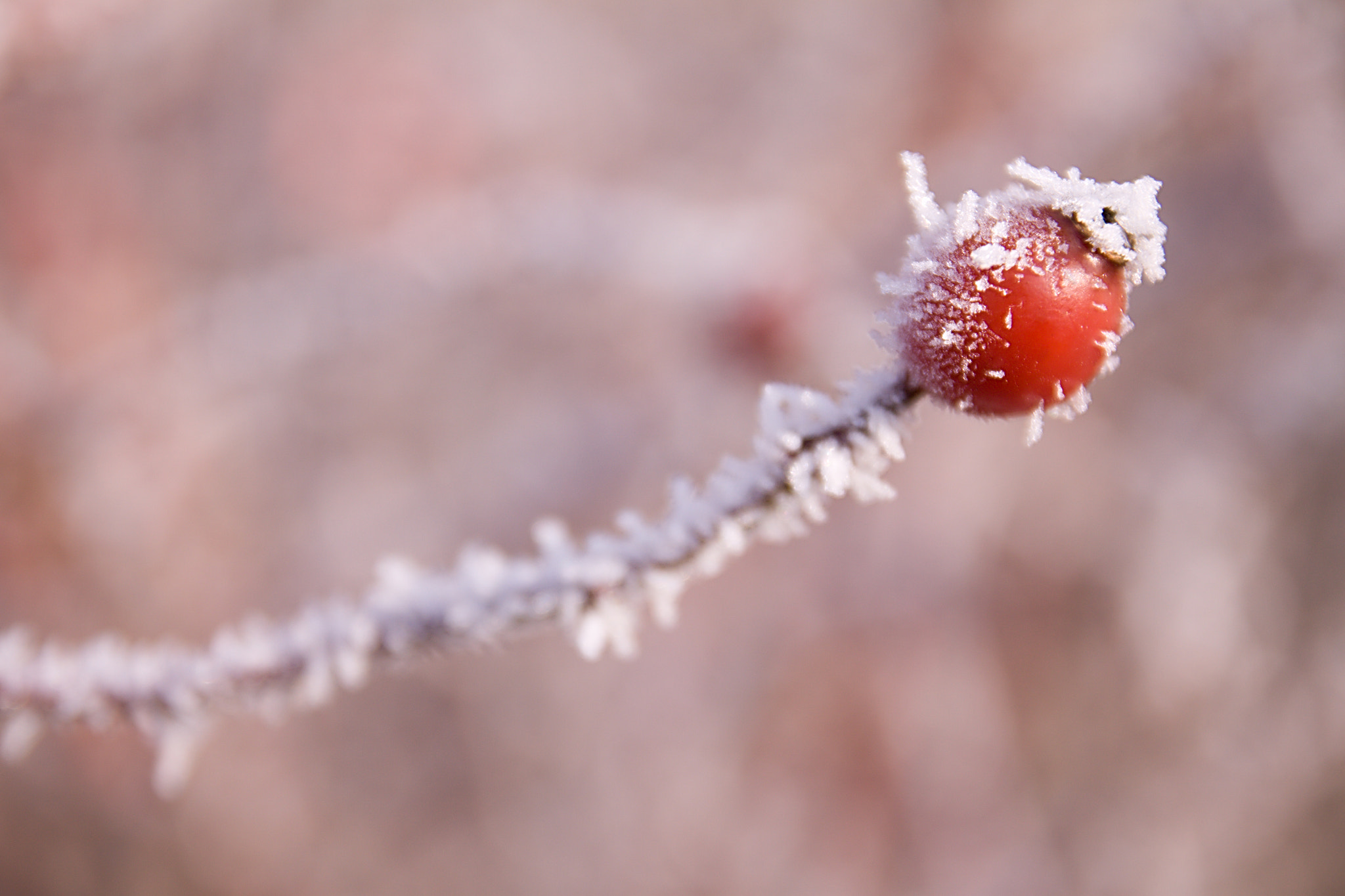 17.00 - 70.00 mm sample photo. Frozen beauty photography