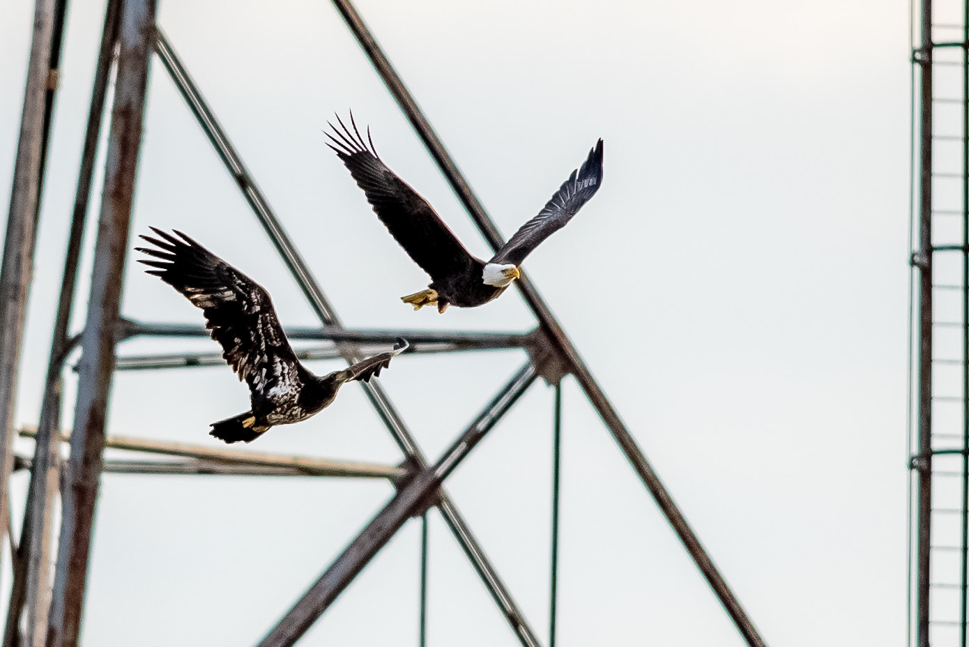 Nikon D750 + Nikon AF-S Nikkor 300mm F4D ED-IF sample photo. Bald eagles in flight photography