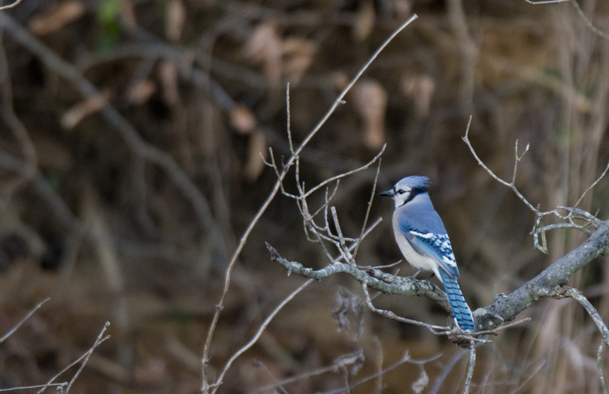 Nikon D800 + Nikon AF-S Nikkor 500mm F4G ED VR sample photo. Bue bird photography