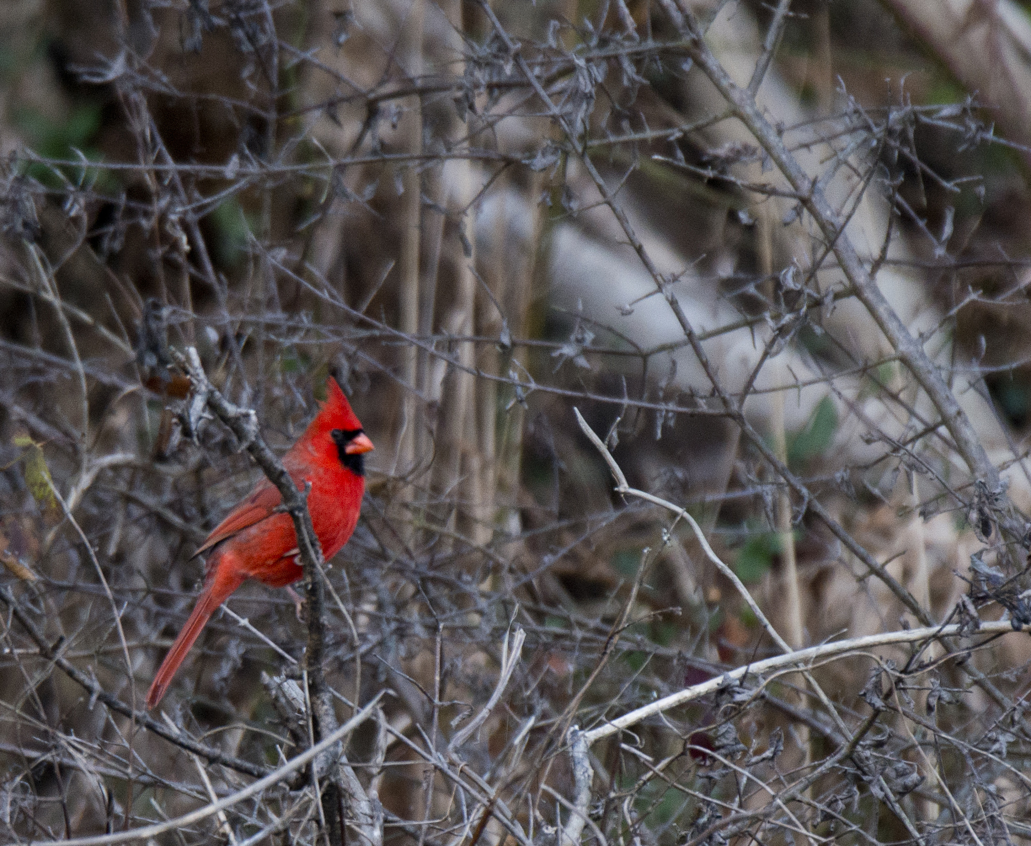 Nikon D800 + Nikon AF-S Nikkor 500mm F4G ED VR sample photo. Cardinal photography