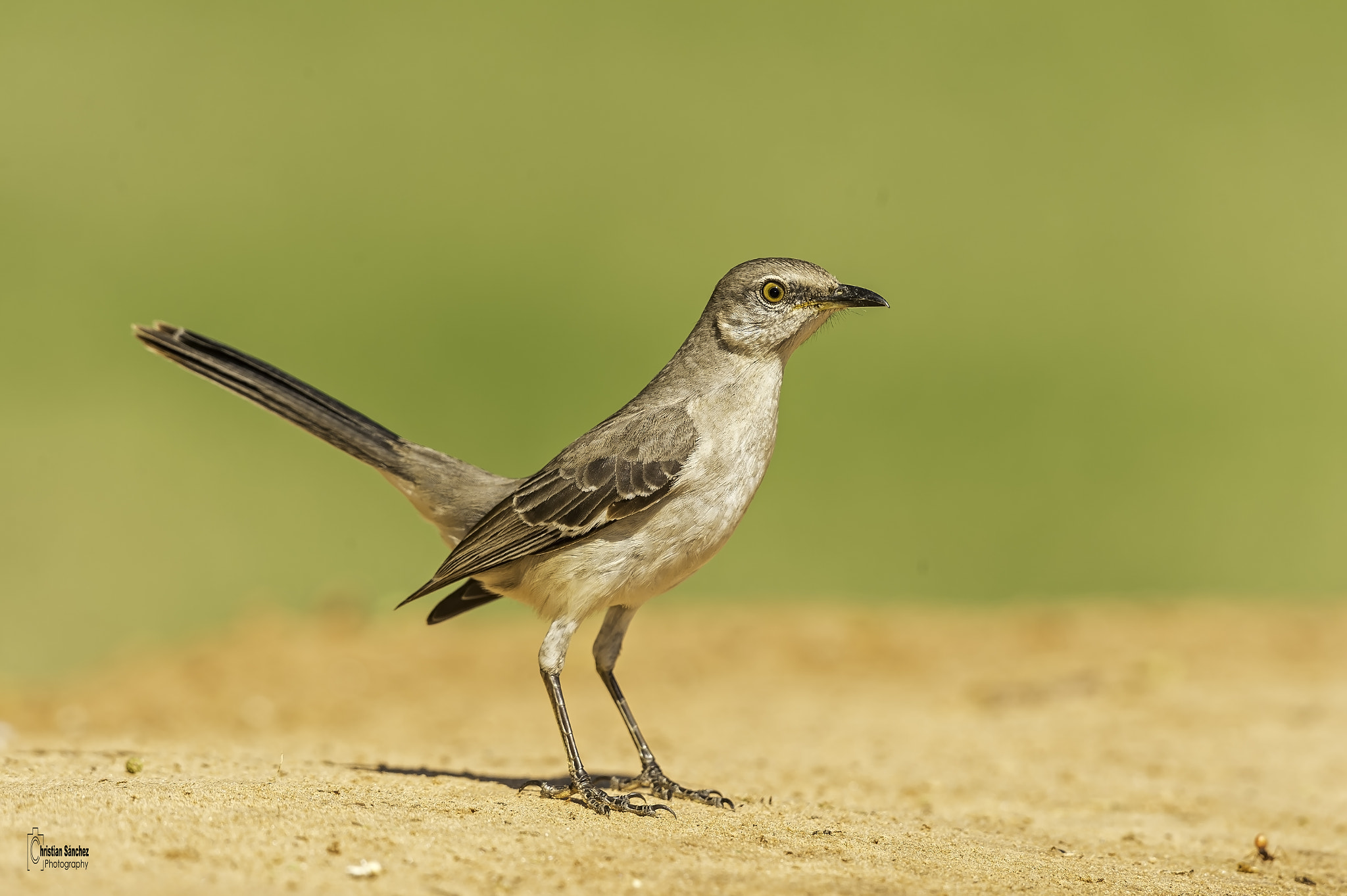 Nikon D4 + Nikon AF-S Nikkor 600mm F4G ED VR sample photo. Finger mountain photography