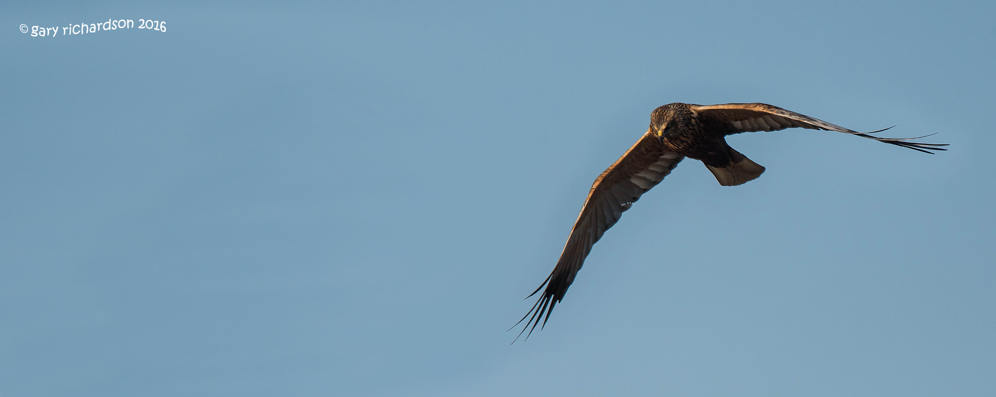 Nikon D810 + Nikon AF-S Nikkor 500mm F4G ED VR sample photo. Marsh harrier photography