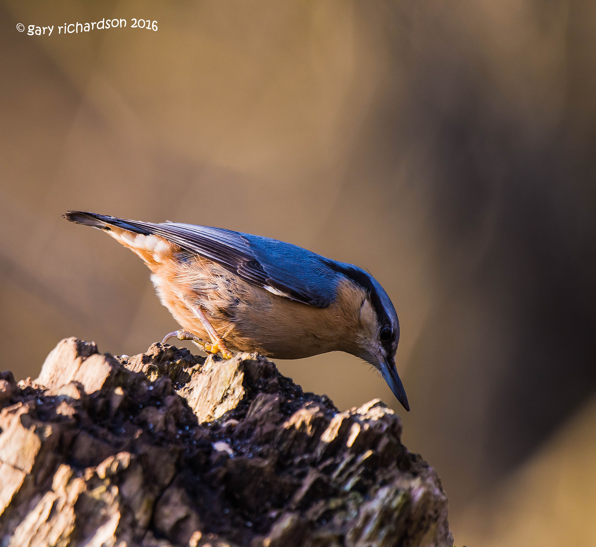 Nikon D810 + Nikon AF-S Nikkor 500mm F4G ED VR sample photo. Nuthatch photography