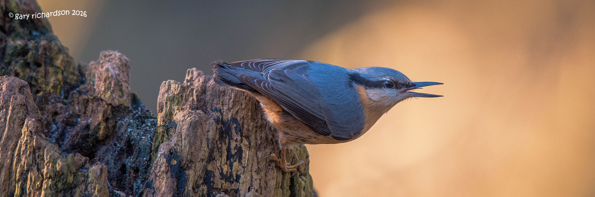 Nikon D810 + Nikon AF-S Nikkor 500mm F4G ED VR sample photo. Nuthatch photography