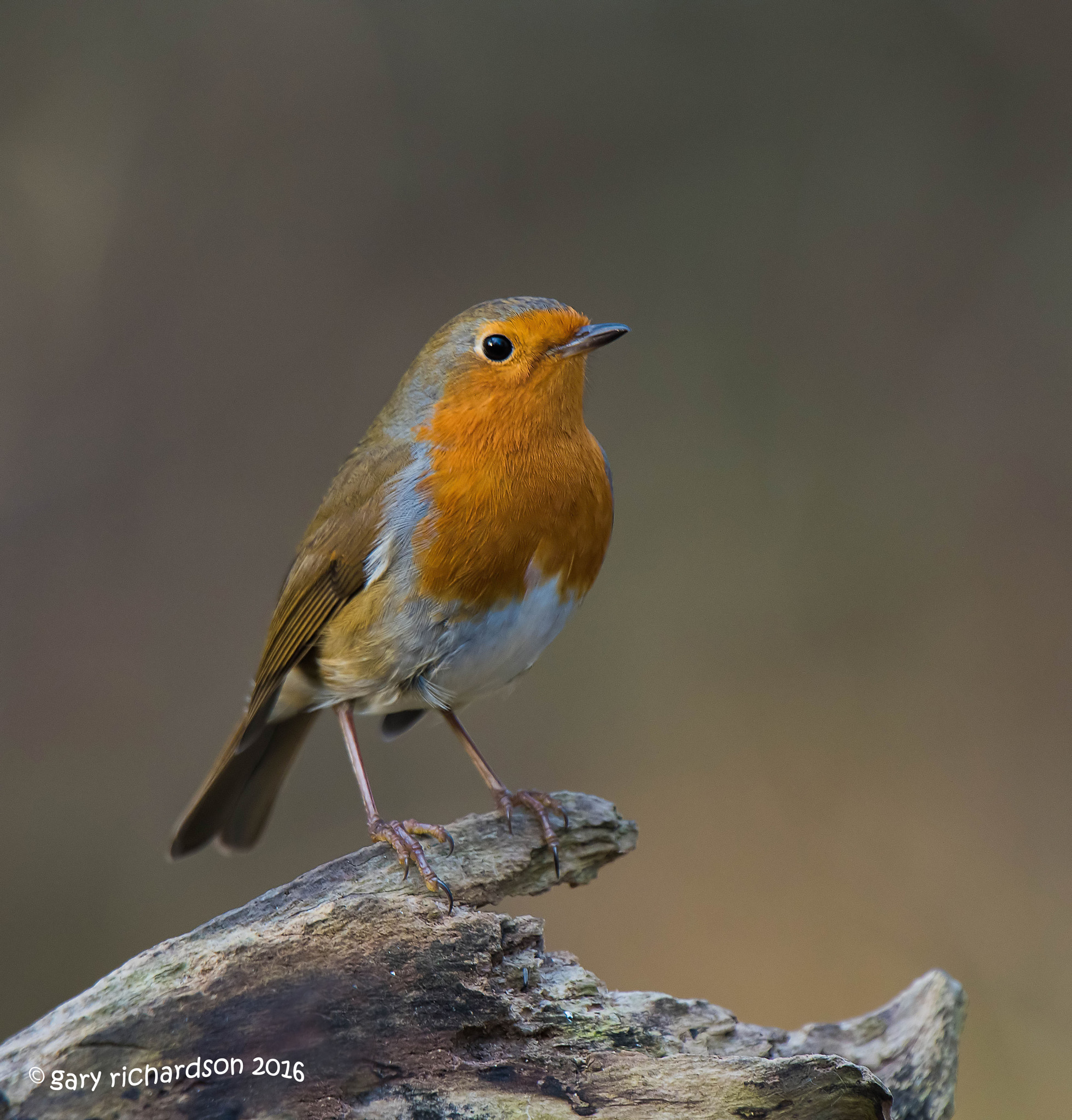 Nikon D810 + Nikon AF-S Nikkor 500mm F4G ED VR sample photo. Robin photography