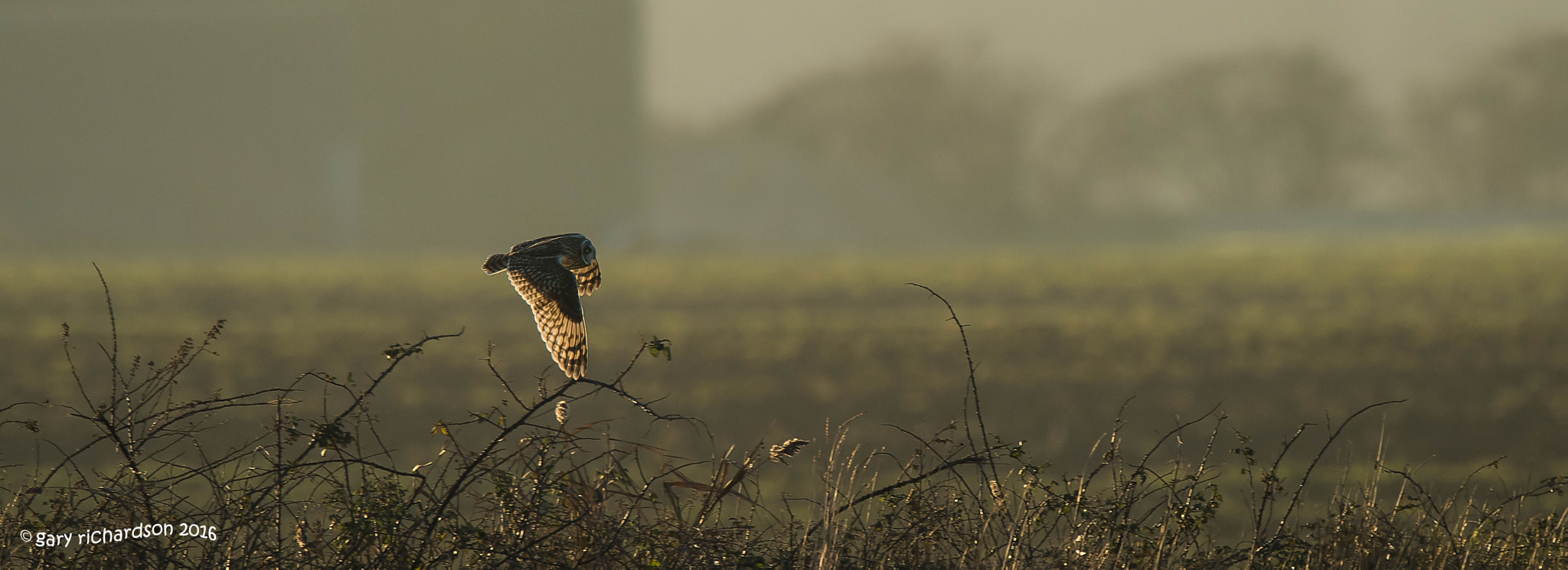 Nikon D810 + Nikon AF-S Nikkor 500mm F4G ED VR sample photo. Short eared owl photography