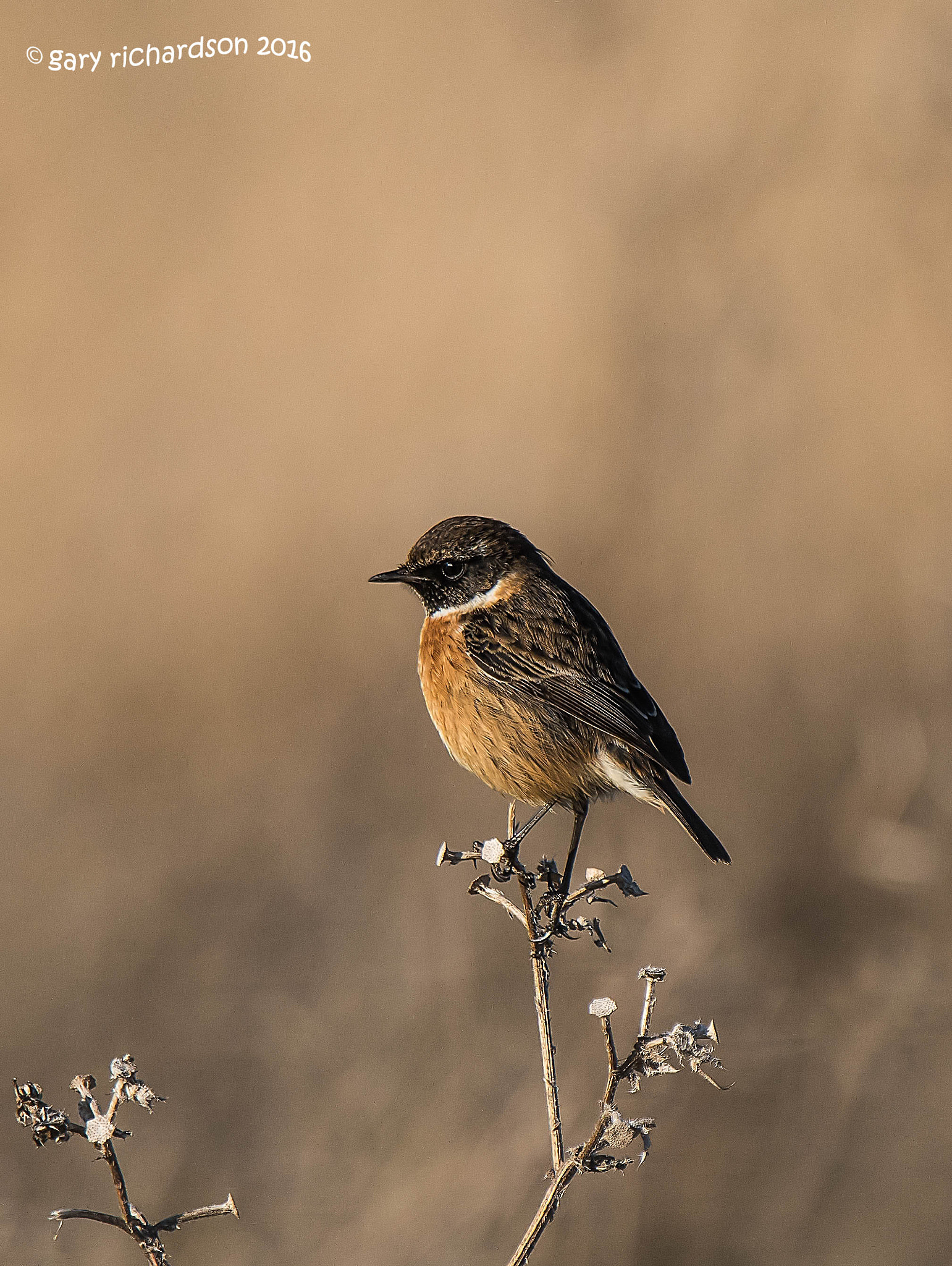 Nikon D810 + Nikon AF-S Nikkor 500mm F4G ED VR sample photo. Stonechat photography
