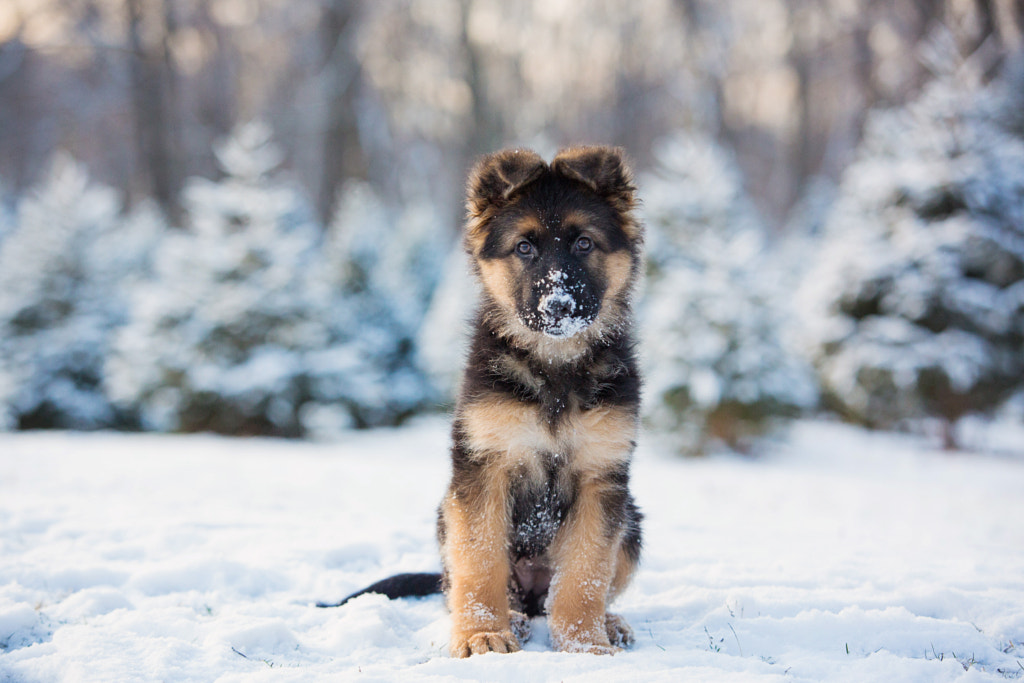 Snow PUPS by Kristin Castenschiold on 500px.com