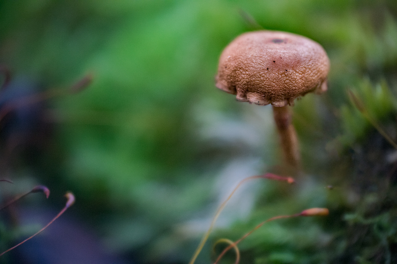 35mm f/1.8G sample photo. My indian summer photography