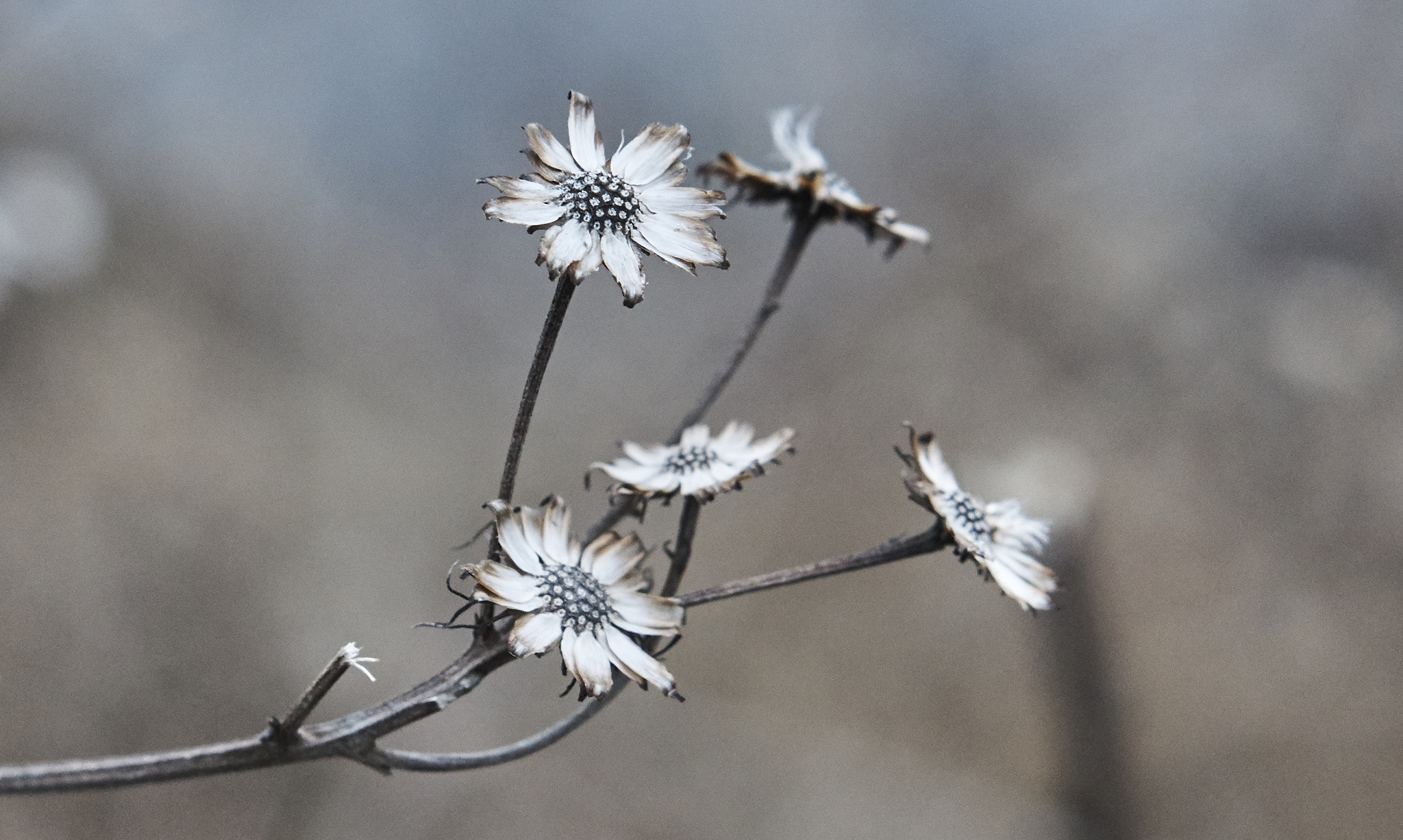 Sony a6000 + Sony E 50mm F1.8 OSS sample photo. Flowers in a snowy afternoon photography