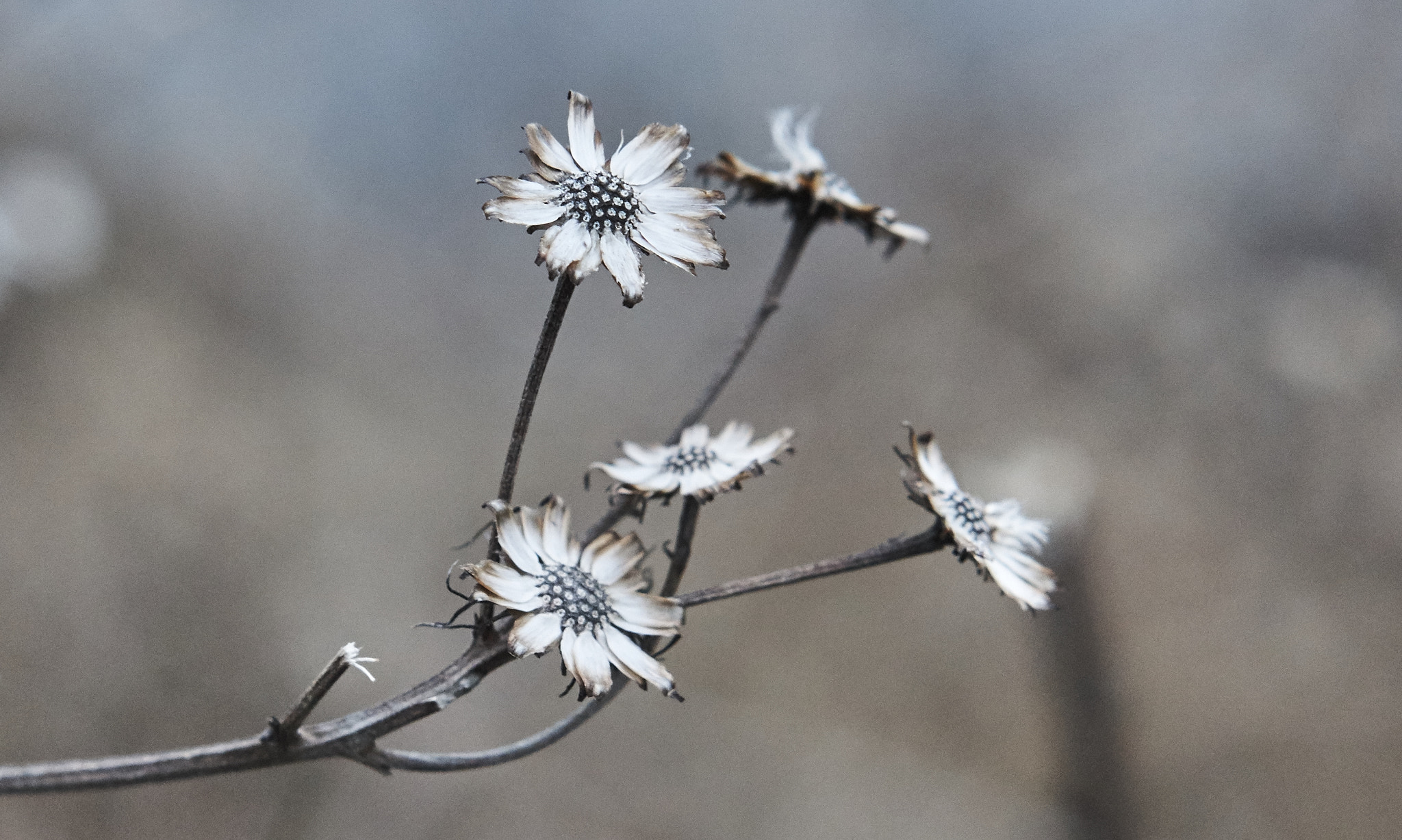 Sony E 50mm F1.8 OSS sample photo. Flowers in a snowy afternoon photography