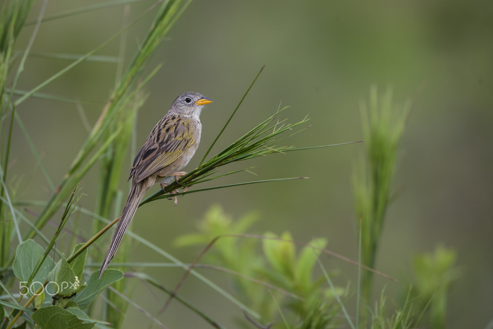 Sigma 150-600mm F5-6.3 DG OS HSM | C sample photo. Wedge-tailed grass-finch photography