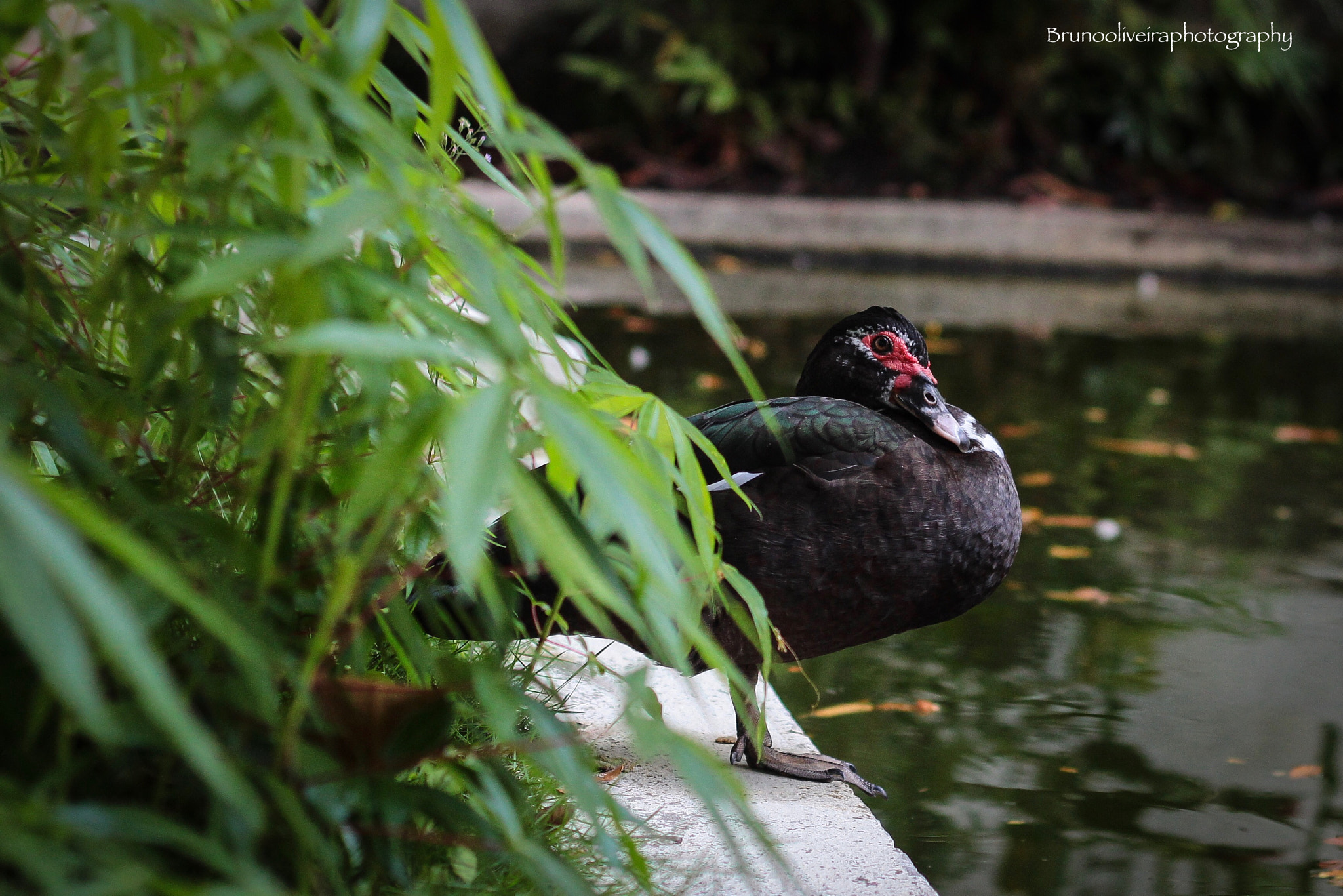 Canon EOS 1200D (EOS Rebel T5 / EOS Kiss X70 / EOS Hi) + Canon EF 50mm F1.8 II sample photo. Instagram: brunooliveiraphotography photography