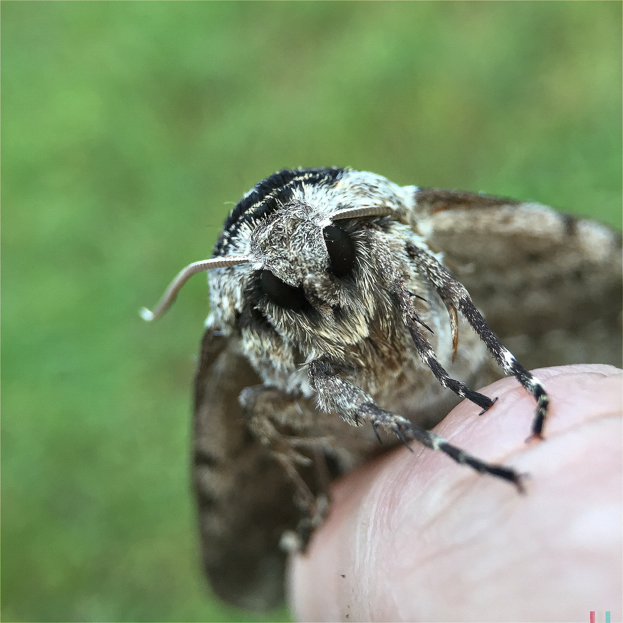 Hipstamatic 313 sample photo. A moth chilling on my finger photography