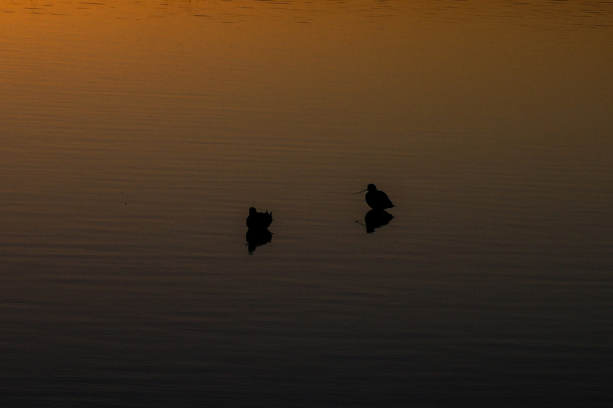 Sony SLT-A58 + Sony DT 55-200mm F4-5.6 SAM sample photo. Going on a walk to see the sunset! photography