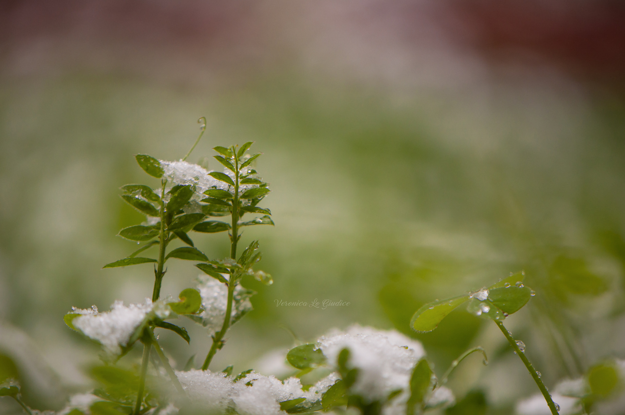 Nikon AF-S DX Micro-Nikkor 85mm F3.5G ED VR sample photo. Snow on the plants photography